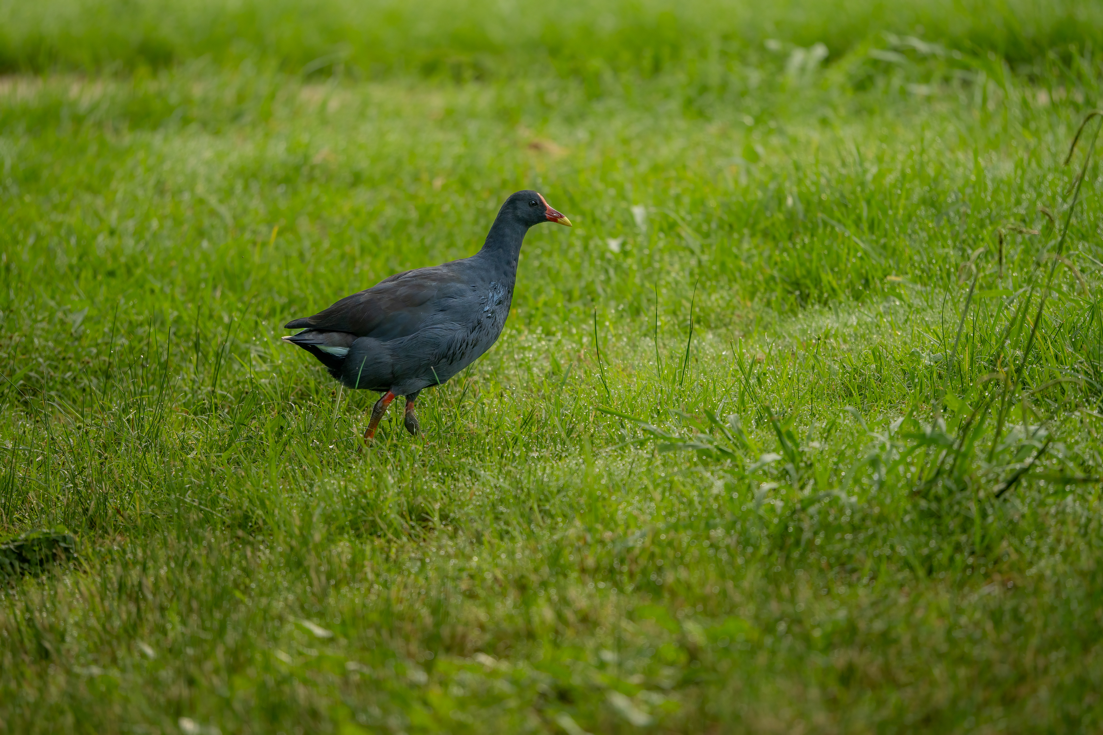 Dusky Moorhen, Richmond, New South Wales, Australia