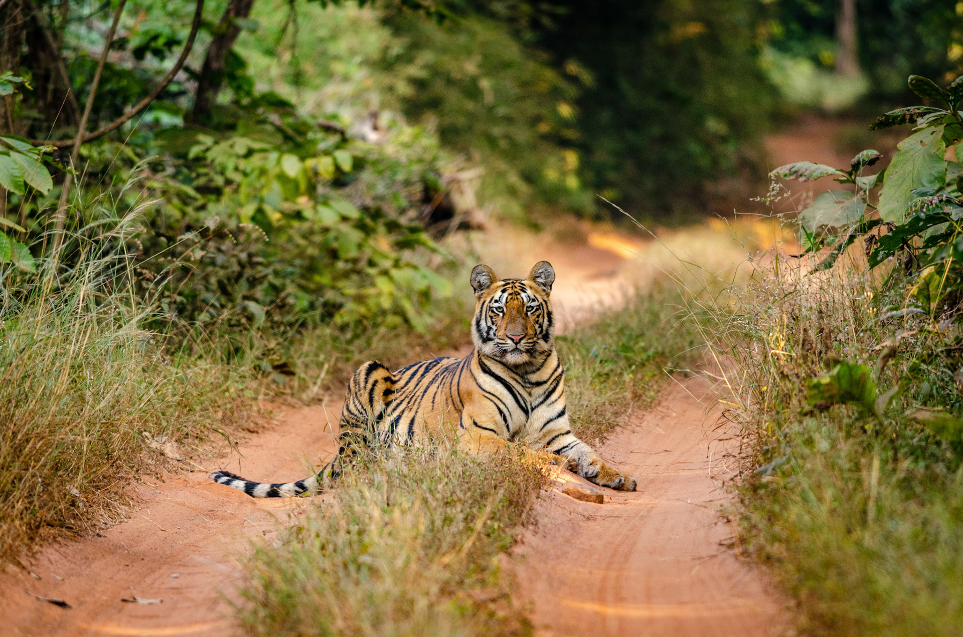 Sub adult tigress, Tadoba National Park