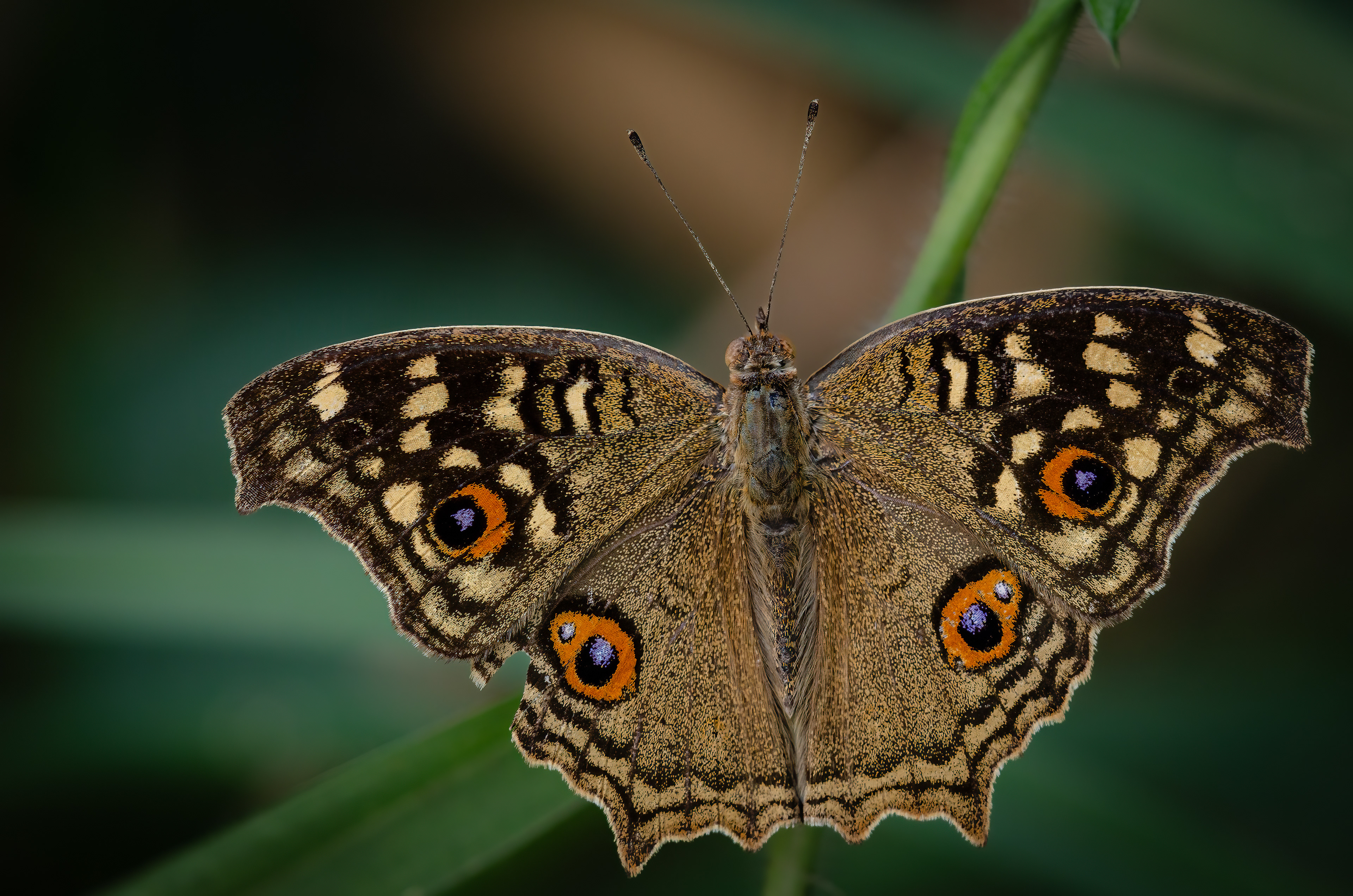 Junonia lemonias, the lemon pansy, is a common nymphalid butterfly found in Cambodia and South Asia. Photographed in Mumbai, India