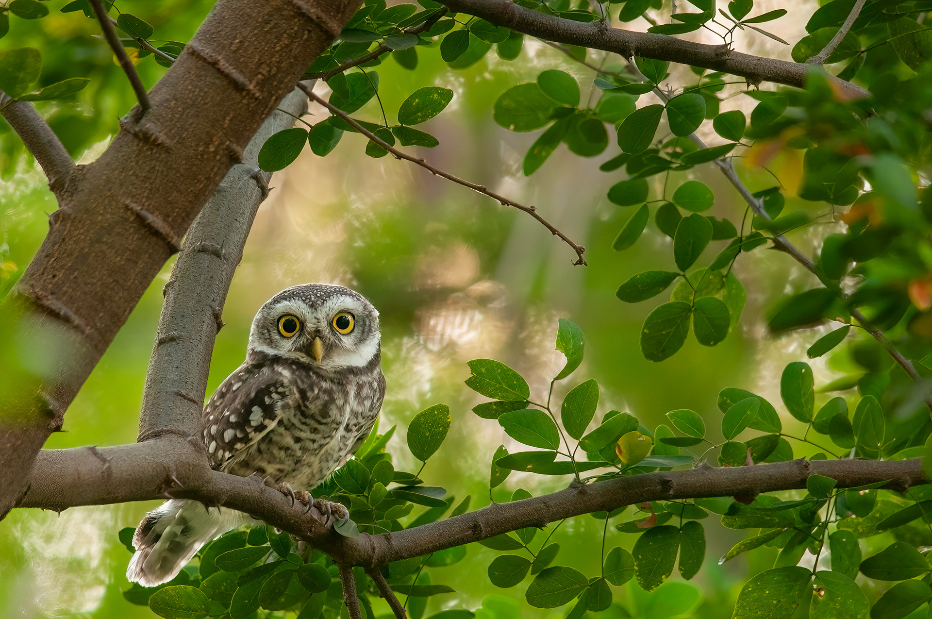 Spotted Owlet, Mumbai, India
