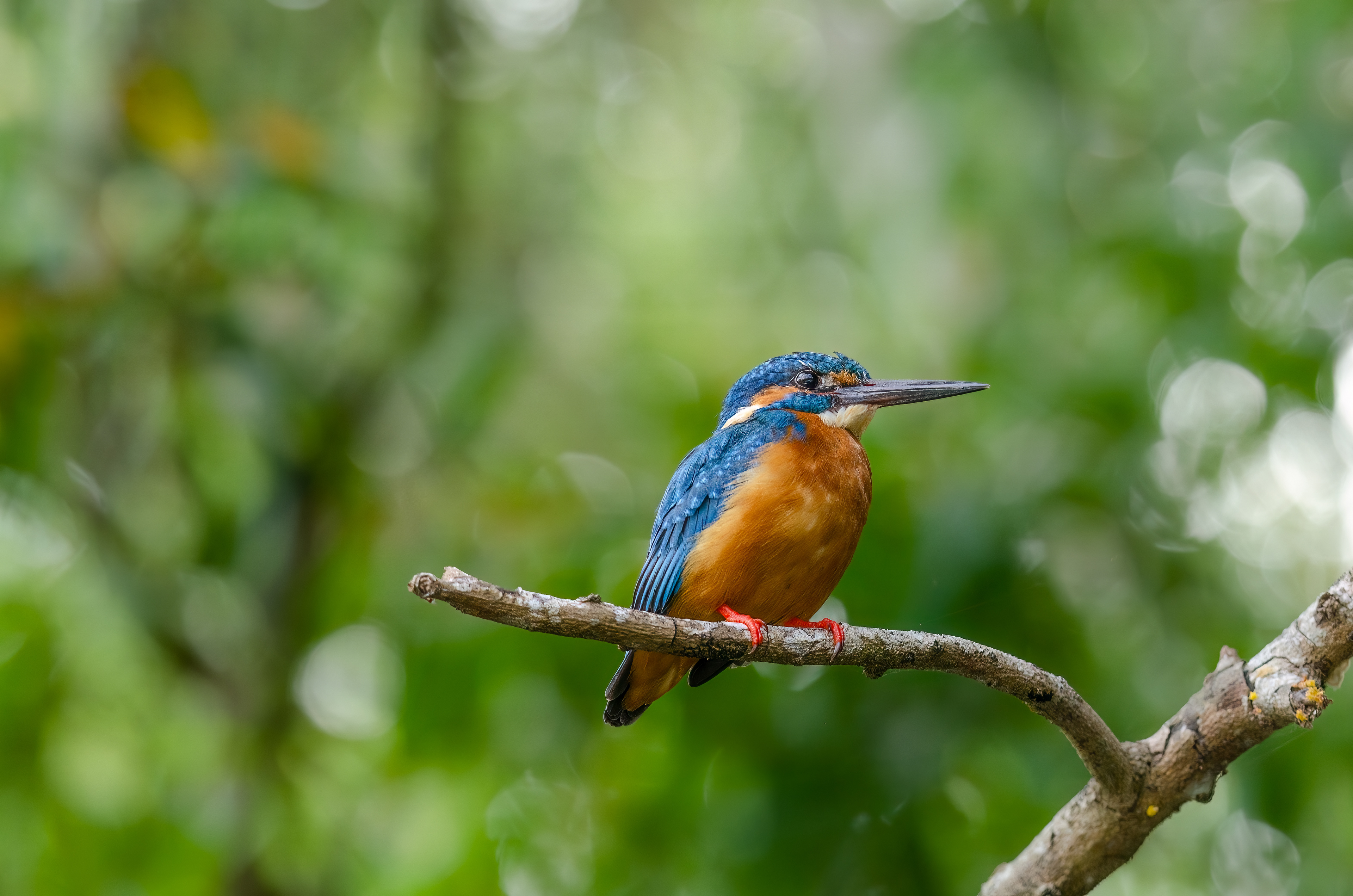 Common Kingfisher, Pozhiyur backwaters, Kerala, India