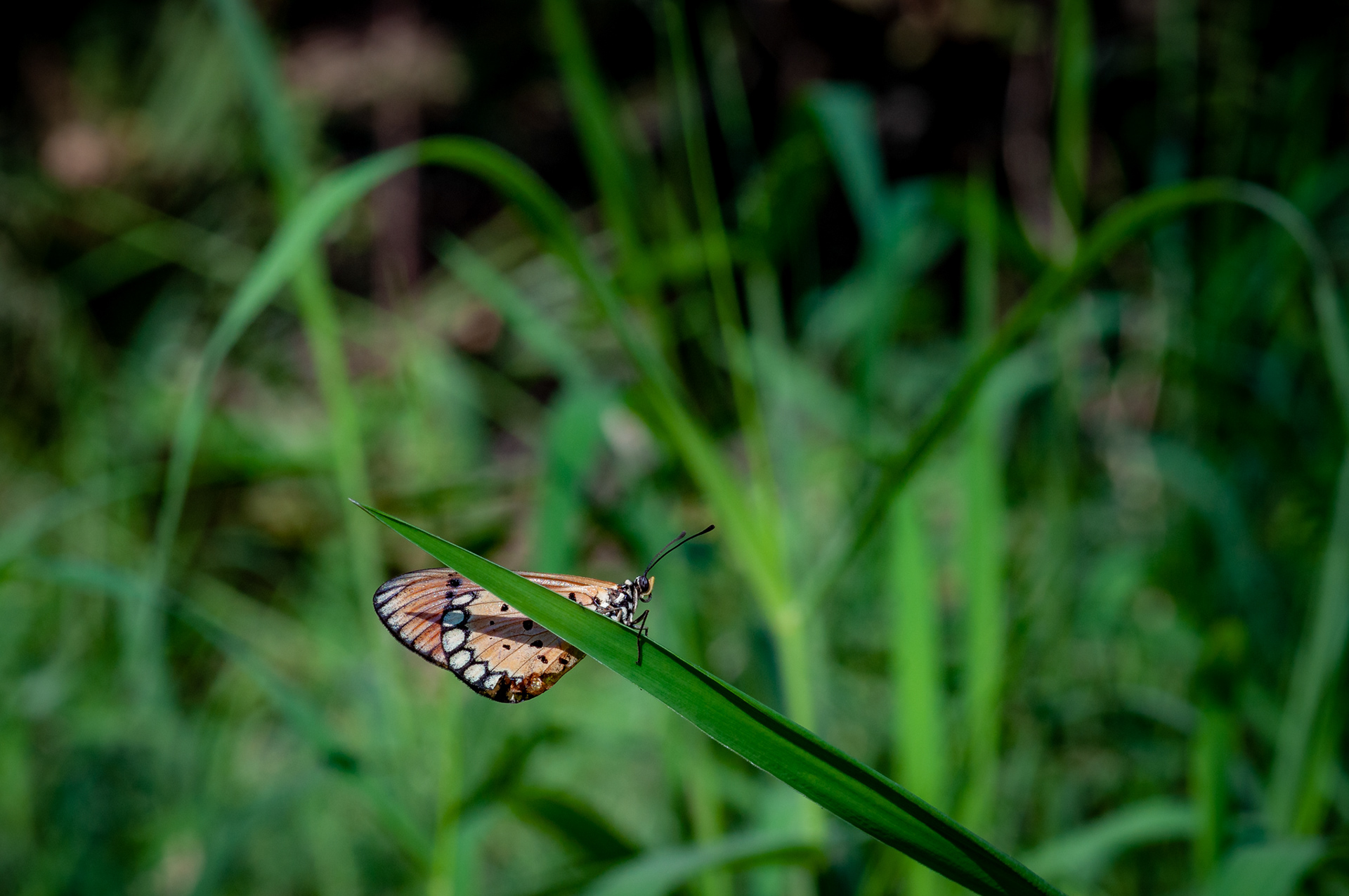 Tawny Coster (Acraea terpsicore), Mumbai, India