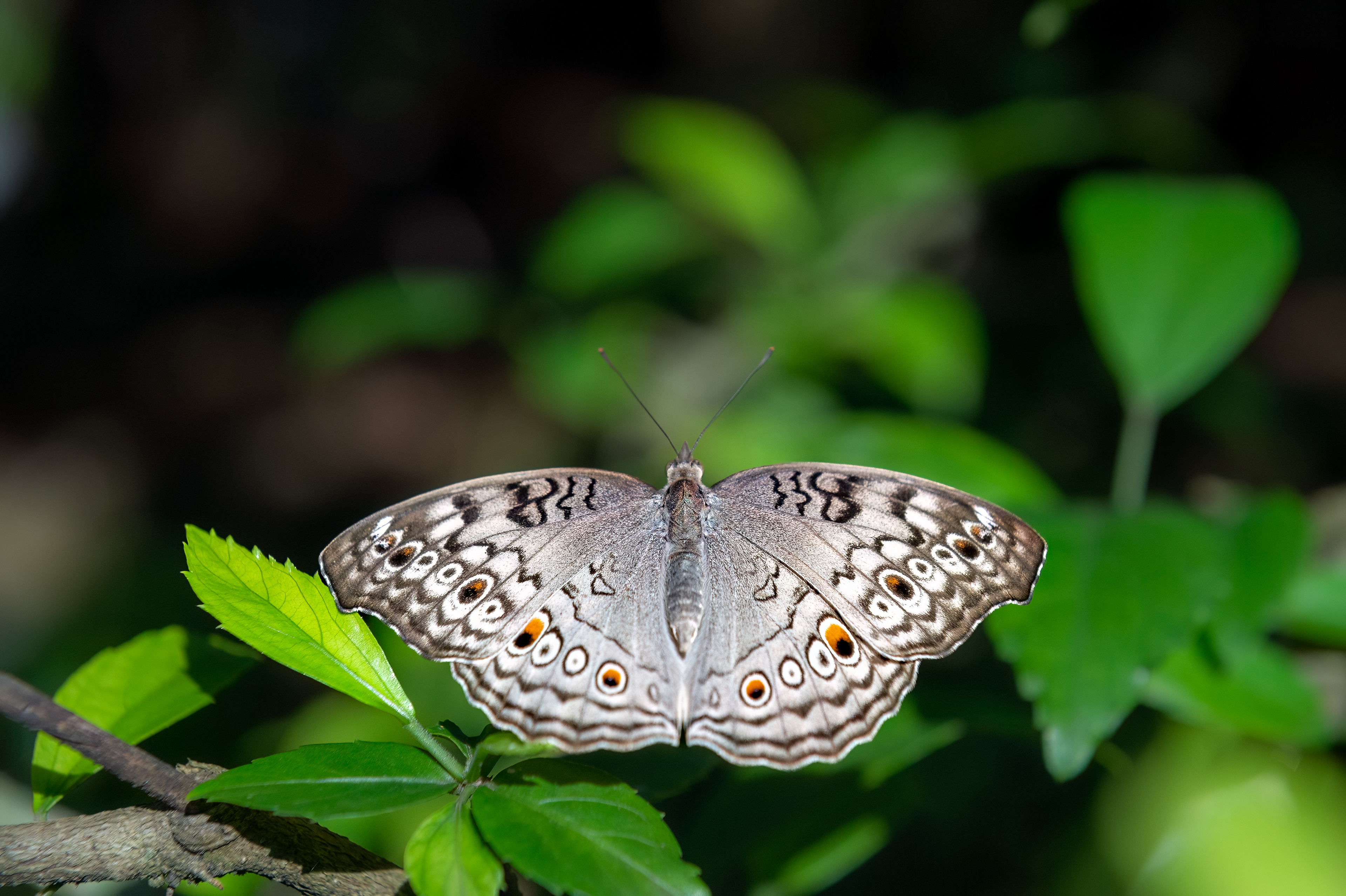 Grey Pansy (Junonia atlites), Kerala