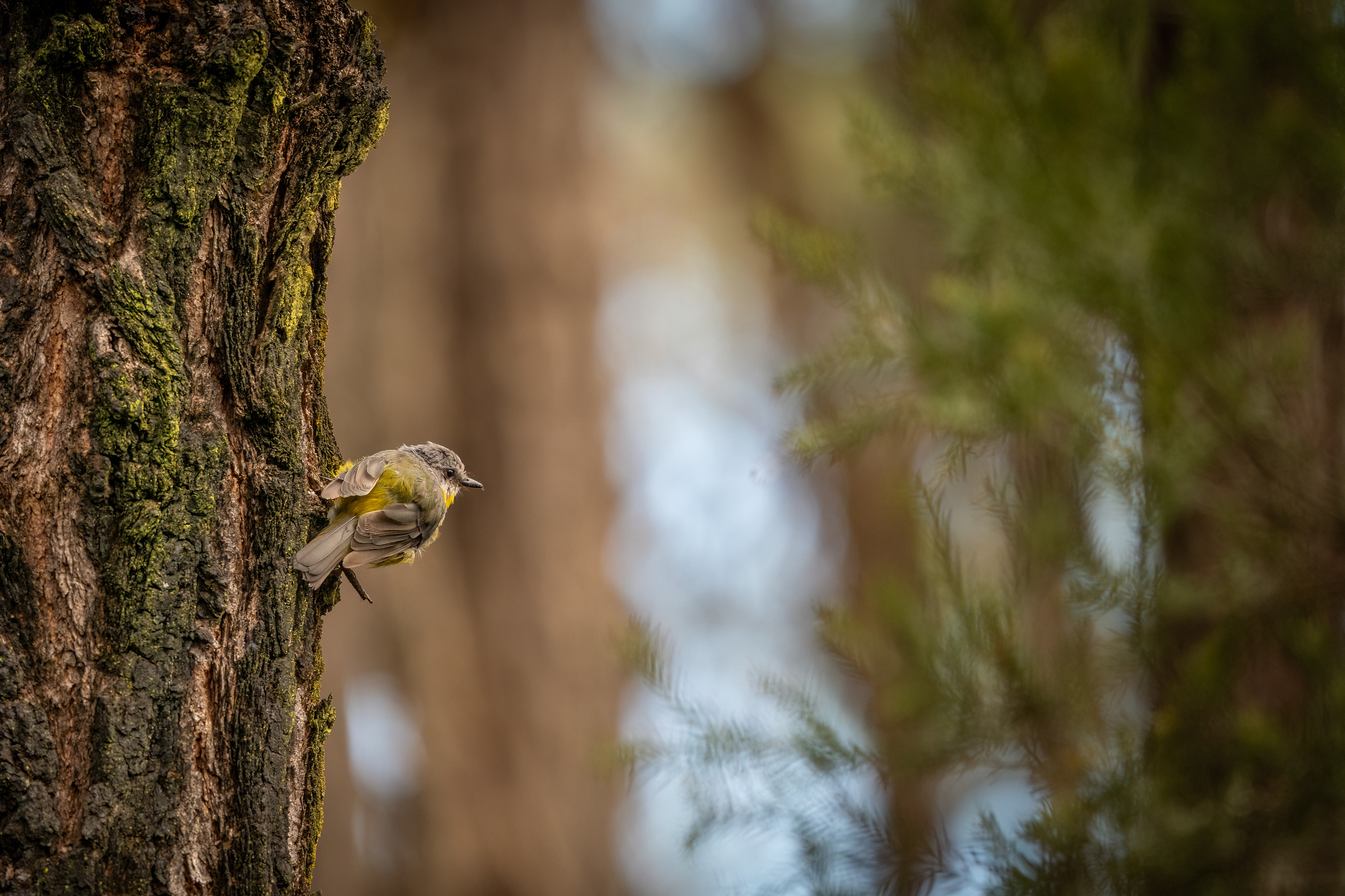 Eastern Yellow Robin (Eopsaltria australis), Windsor Downs Nature Reserver, New South Wales, Australia