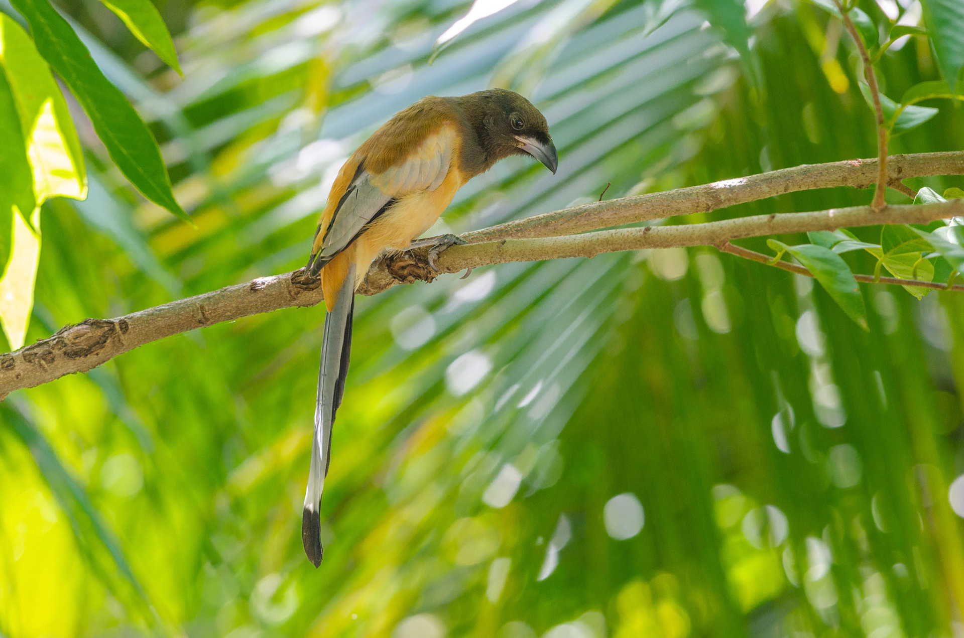 Rufous Treepie, Kerala, India