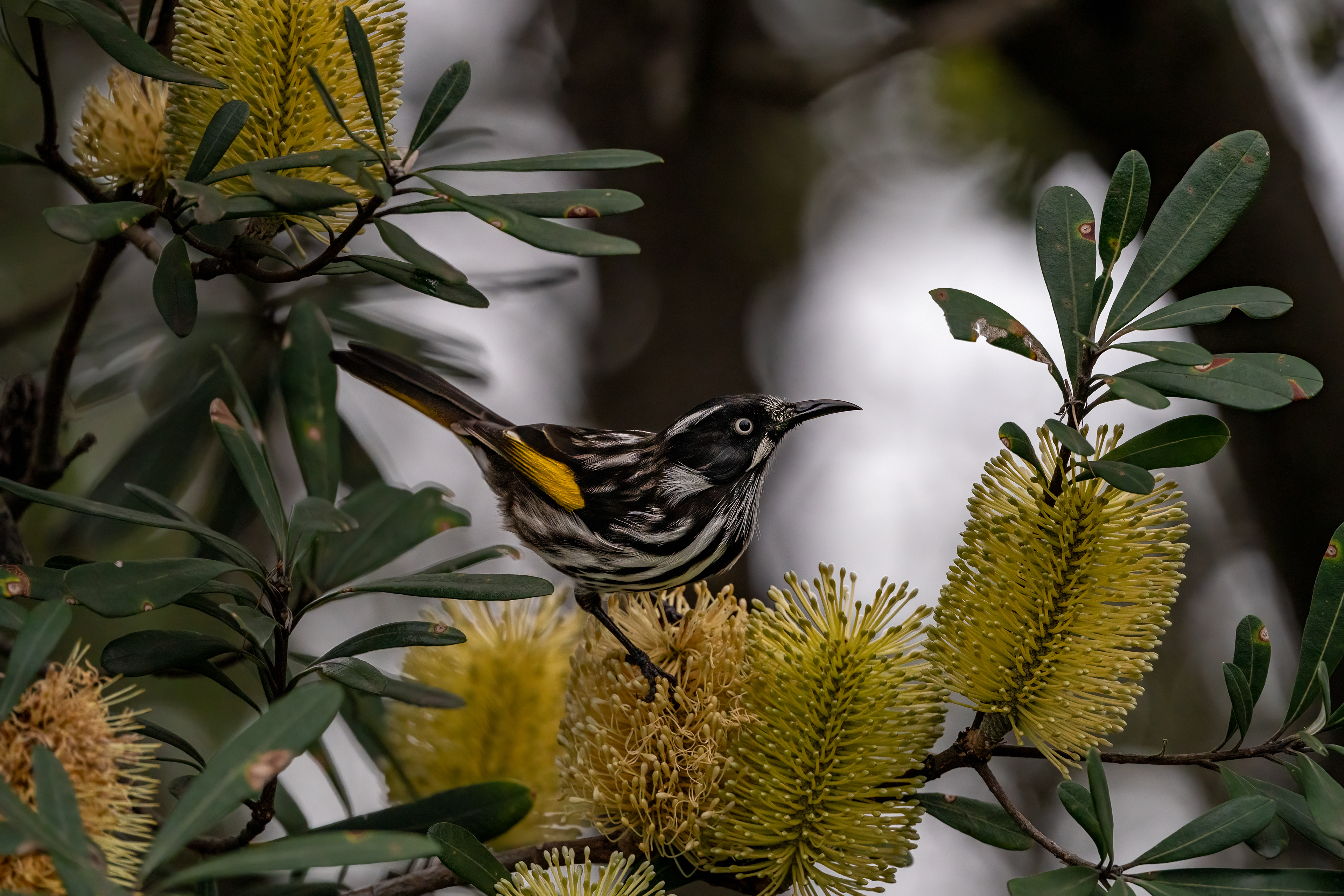 New Holland Honey Eater  Shot in the Blue Mountains National Park.