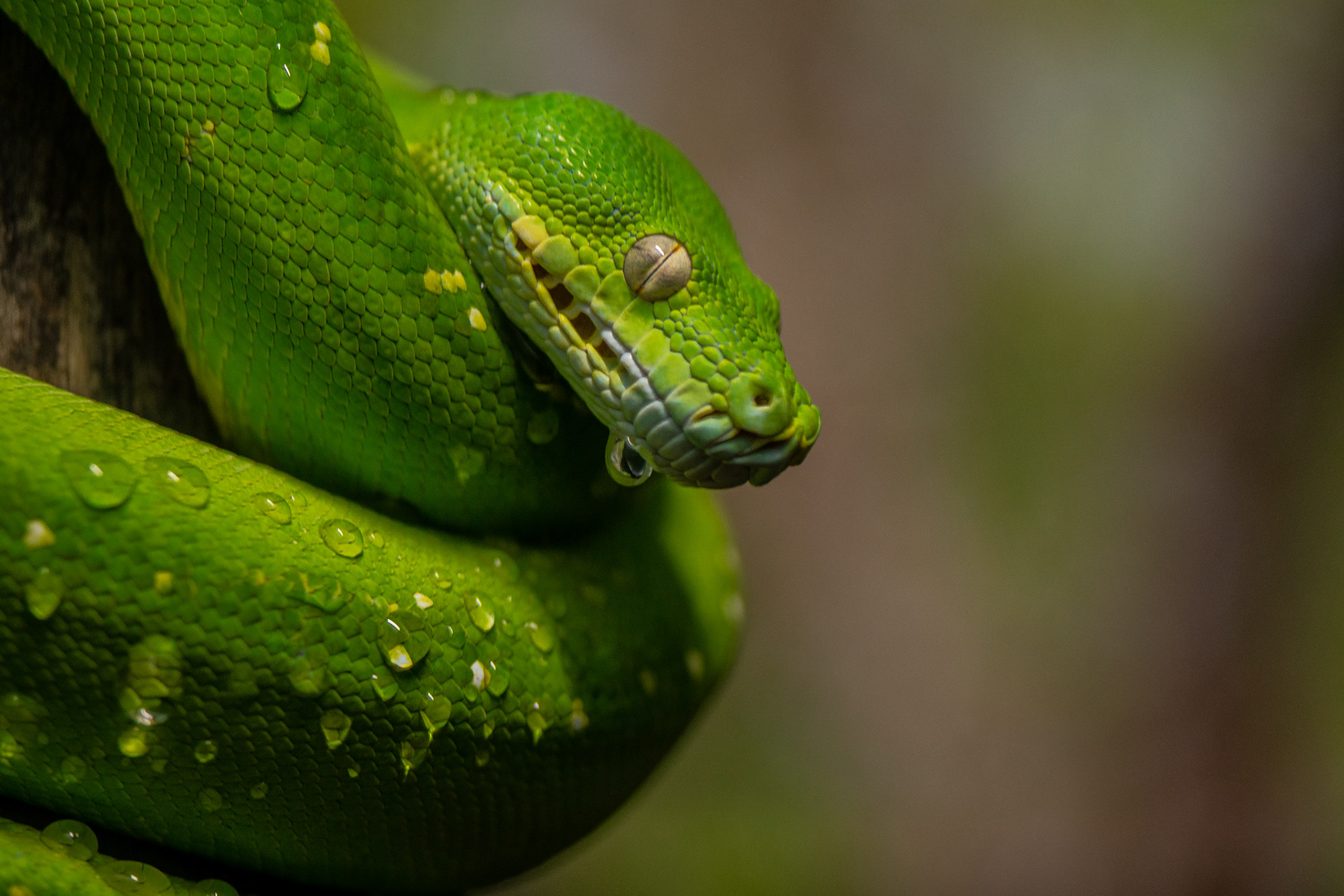 Green Tree Python, Sydney Zoo