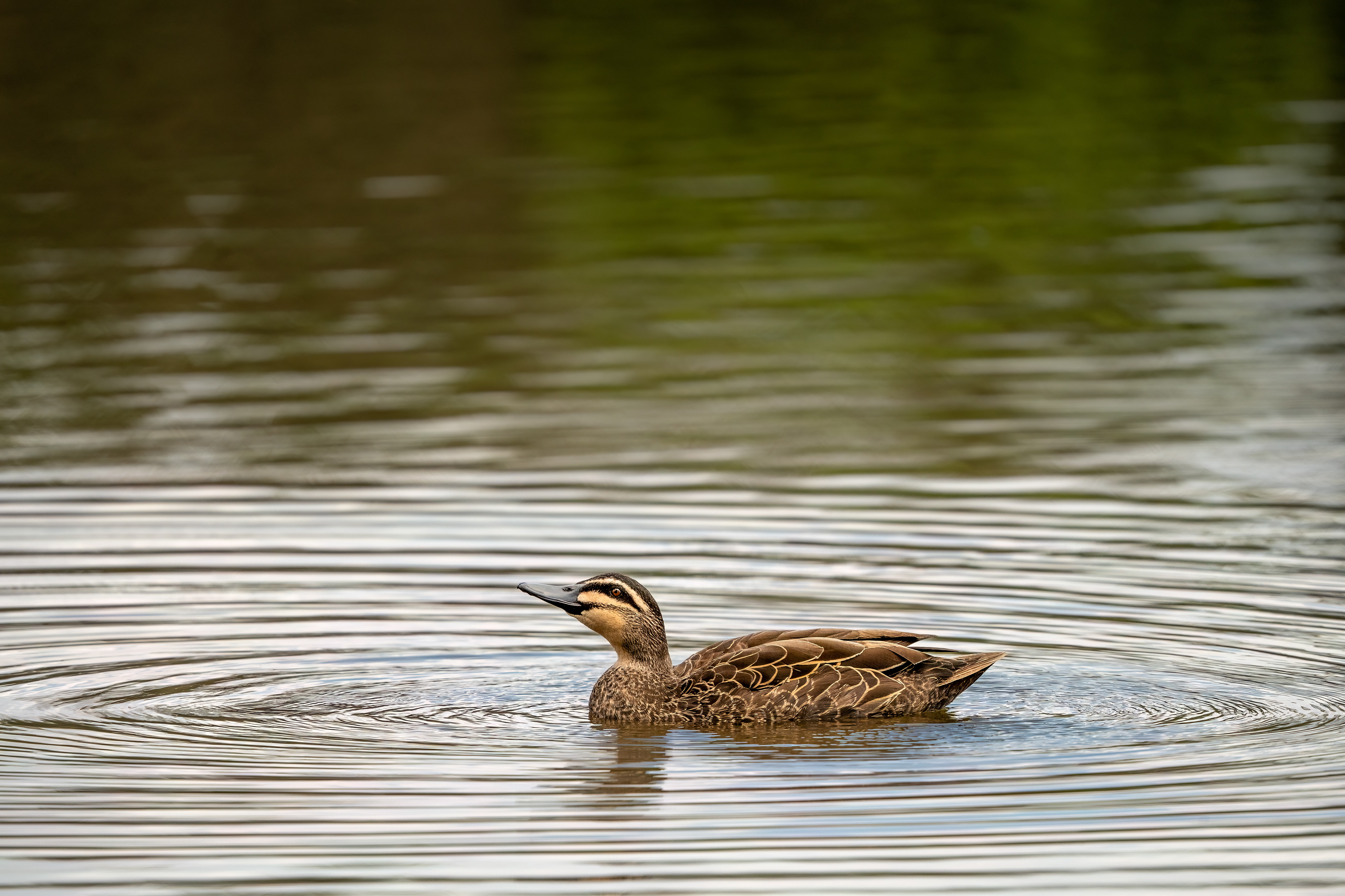 Pacific black duck (Anas superciliosa), Pughs Lagoon, New South Wales, Australia