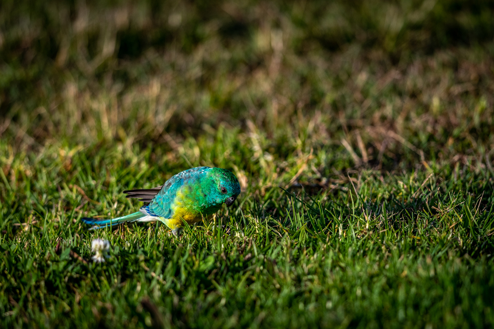 Red rumped parrot, Sydney Olympic Park