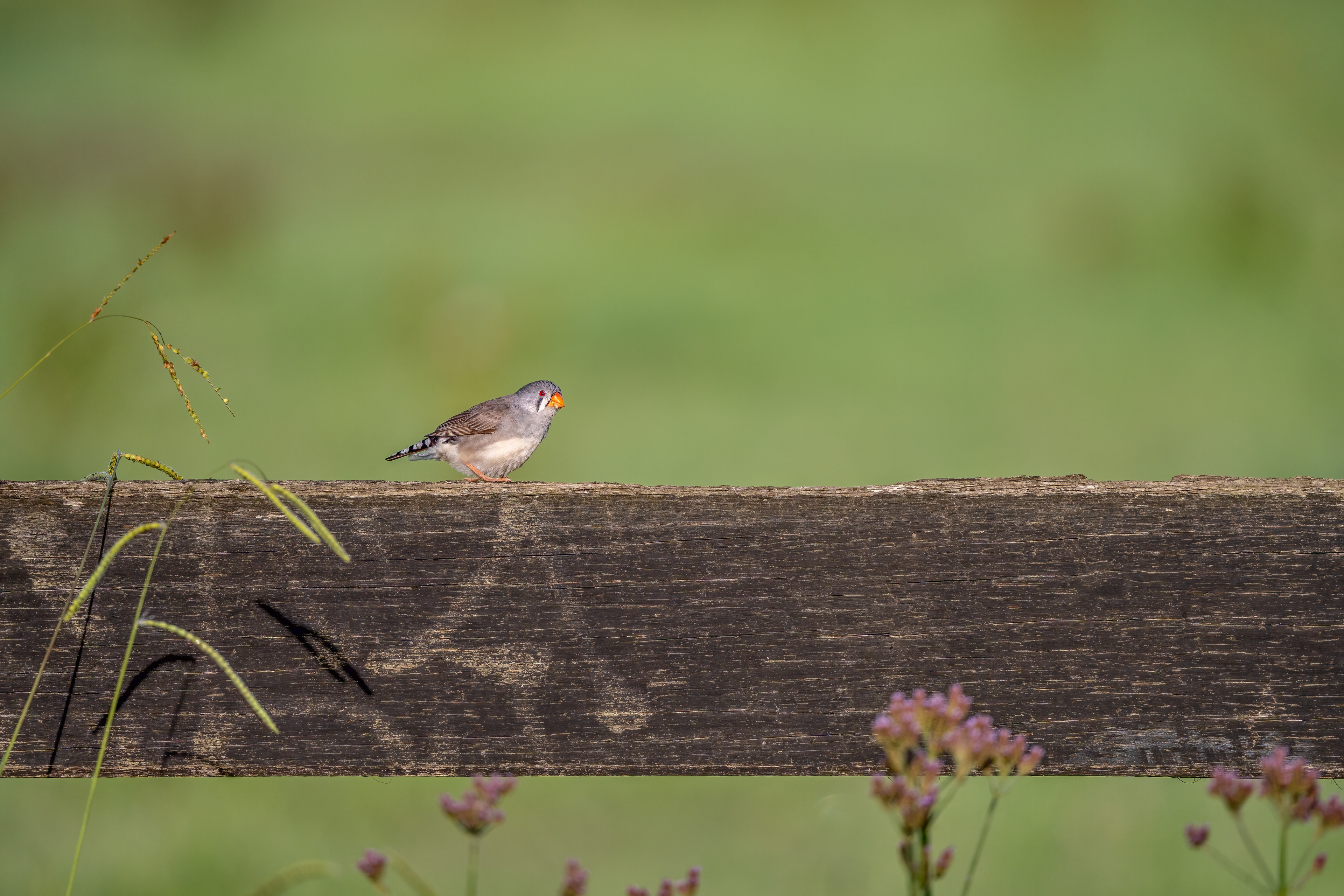 Sunda Zebra Finch, Richmond, New South Wales, Australia