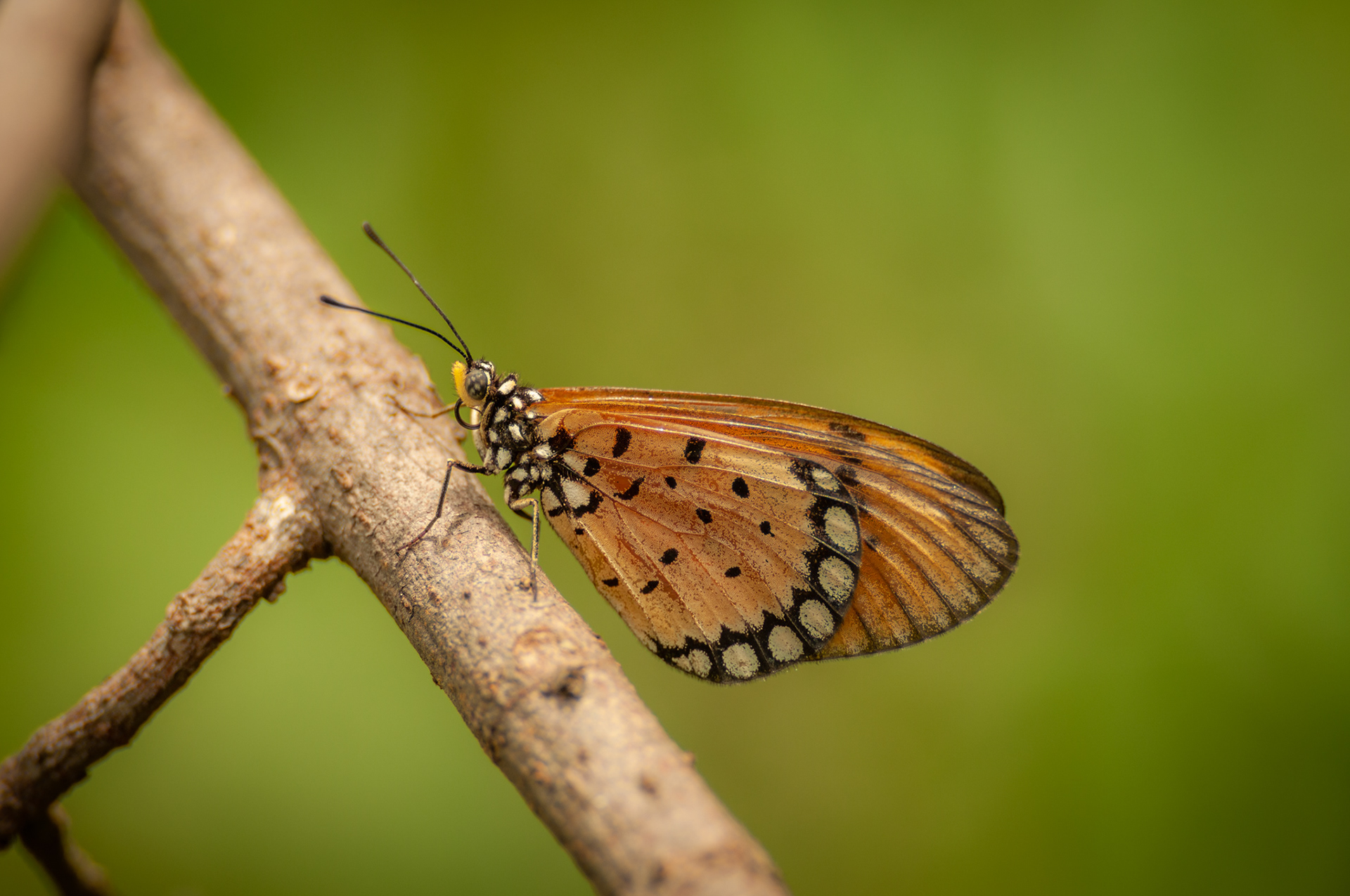 Tawny Coster (Acraea terpsicore), Mumbai, India