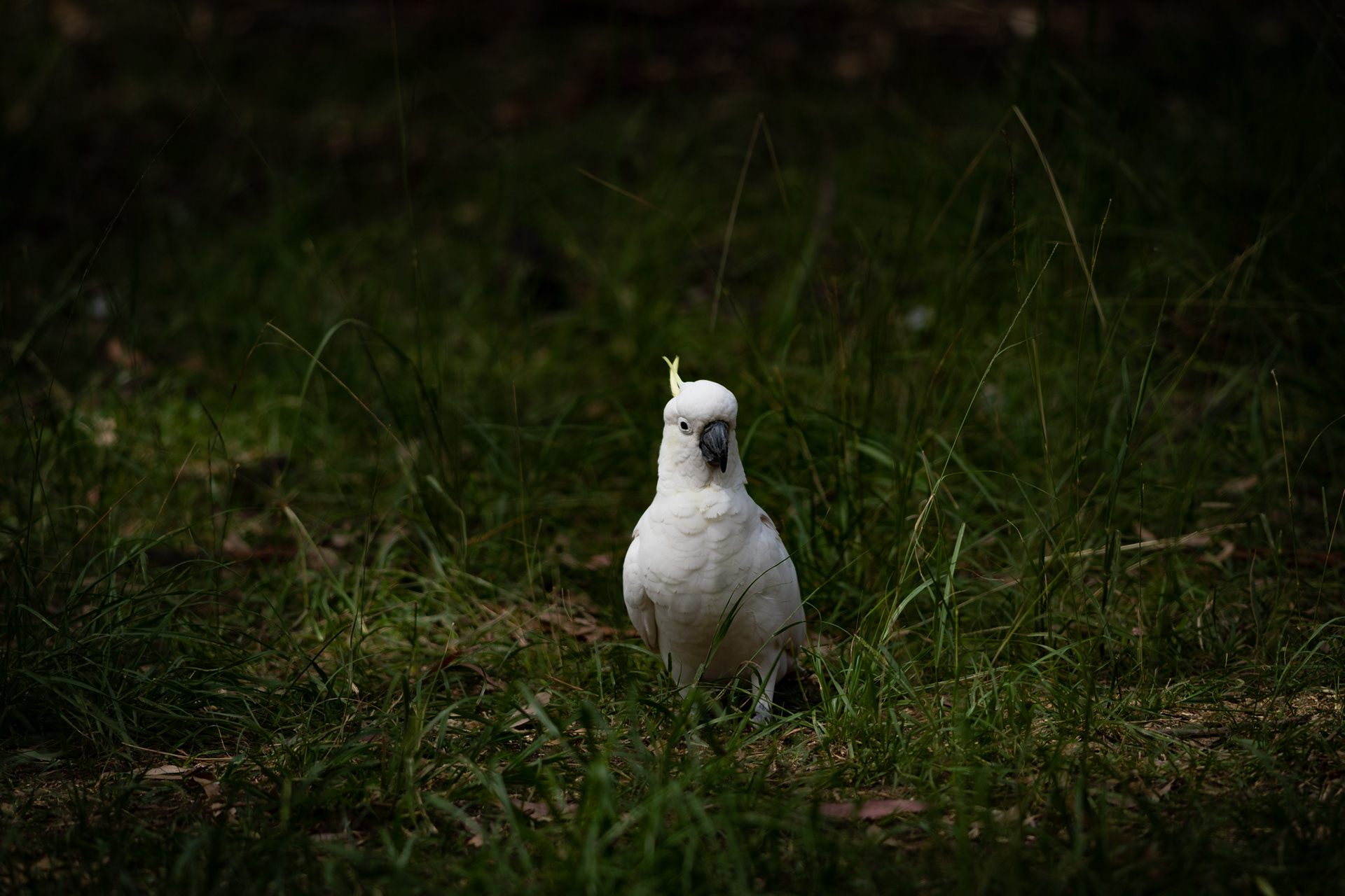 Sulphur Crested Cockatoo, Dubbo, NSW