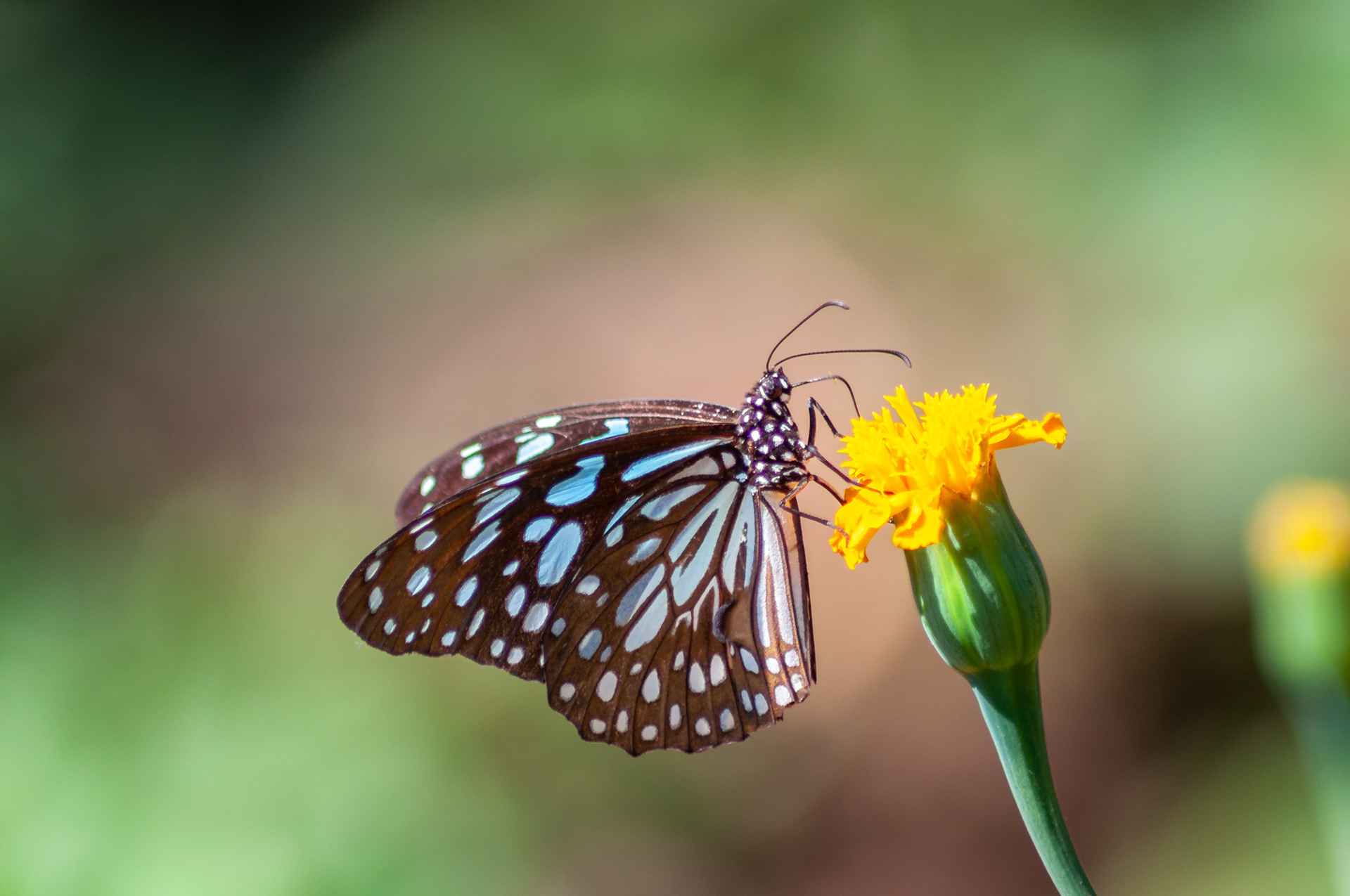 Blue Tiger (Tirumala limniace), Thane, India