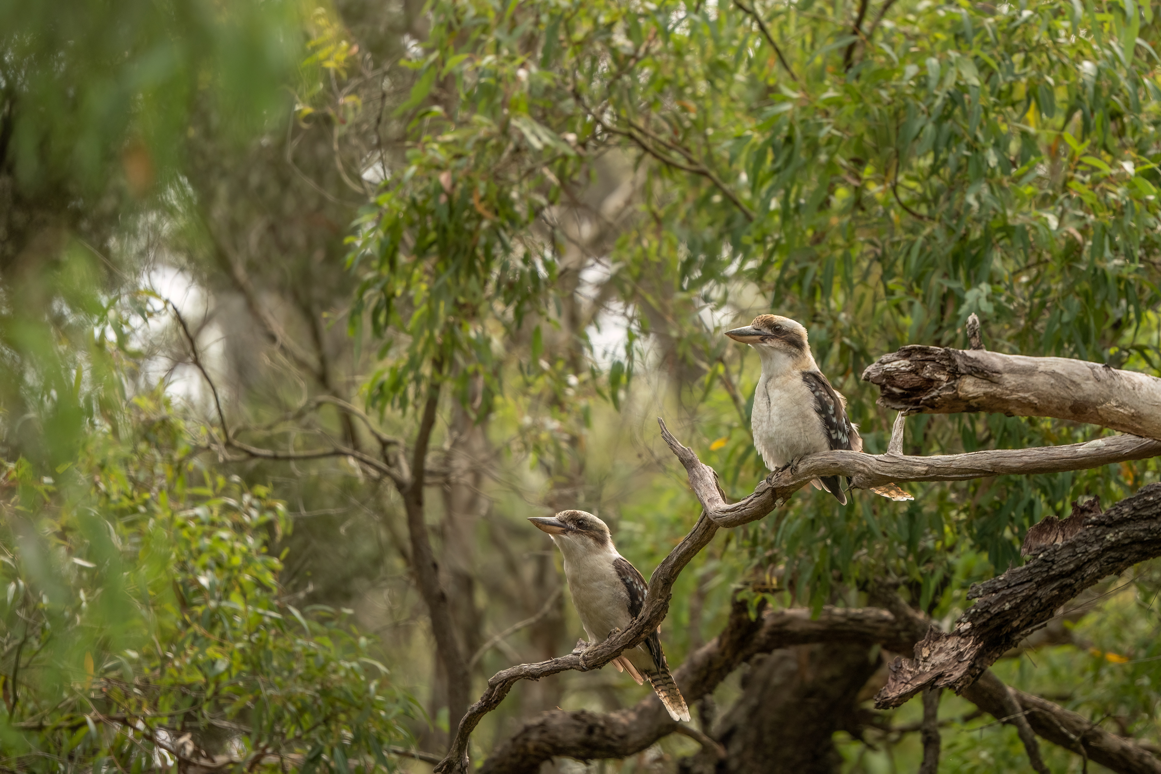 Laughing kookaburra (Dacelo novaeguineae) pair, Windsor Downs Nature Reserve, New South Wales, Australia