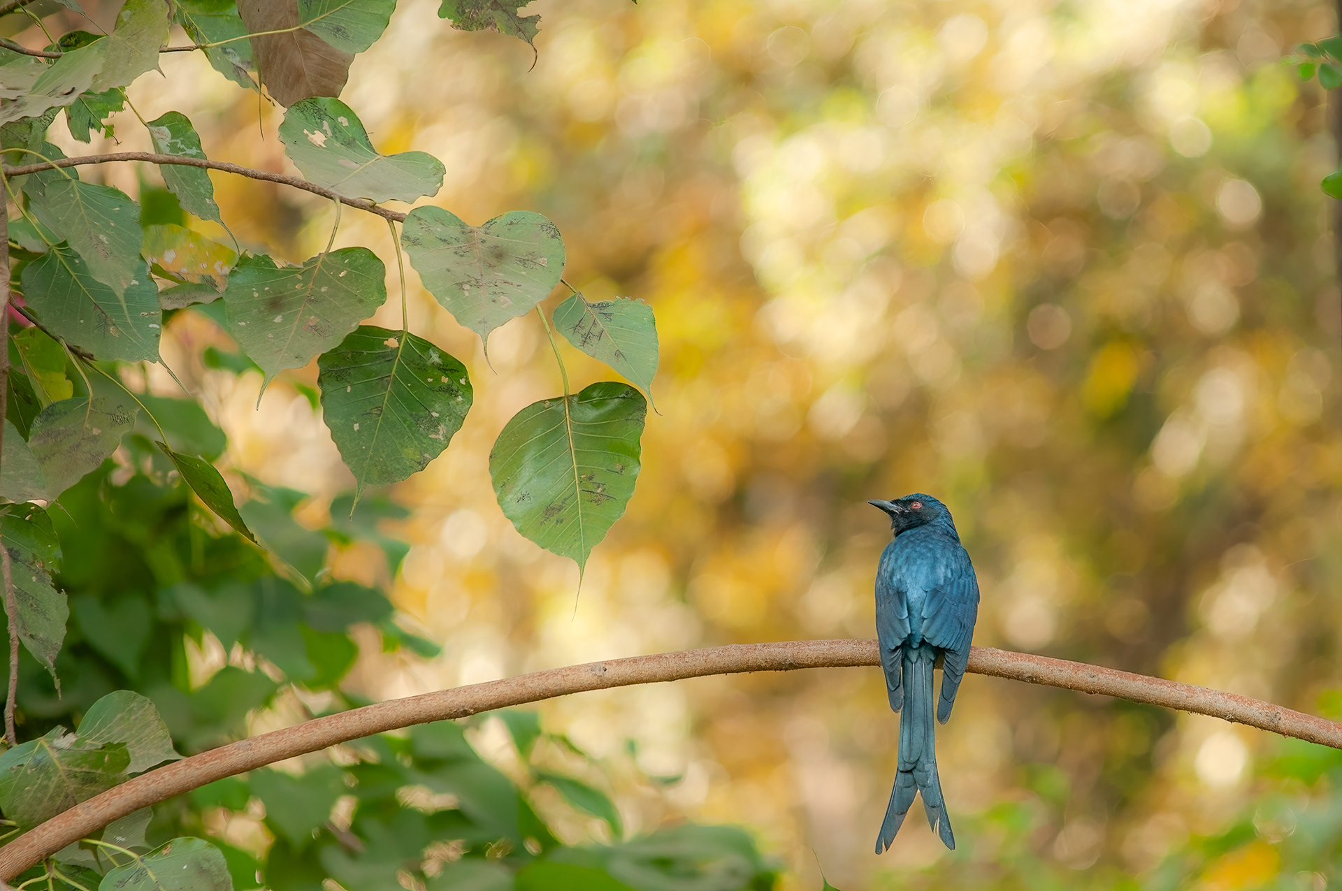 The black drongo is a small Asian passerine bird of the drongo family Dicruridae. It is a common resident breeder in much of tropical southern Asia from southwest Iran through Pakistan, India, Bangladesh and Sri Lanka east to southern China and Indonesia and accidental visitor of Japan. It is an all black bird with a distinctive forked tail and measures 28 cm in length. This specimen was photographed in Mumbai, India