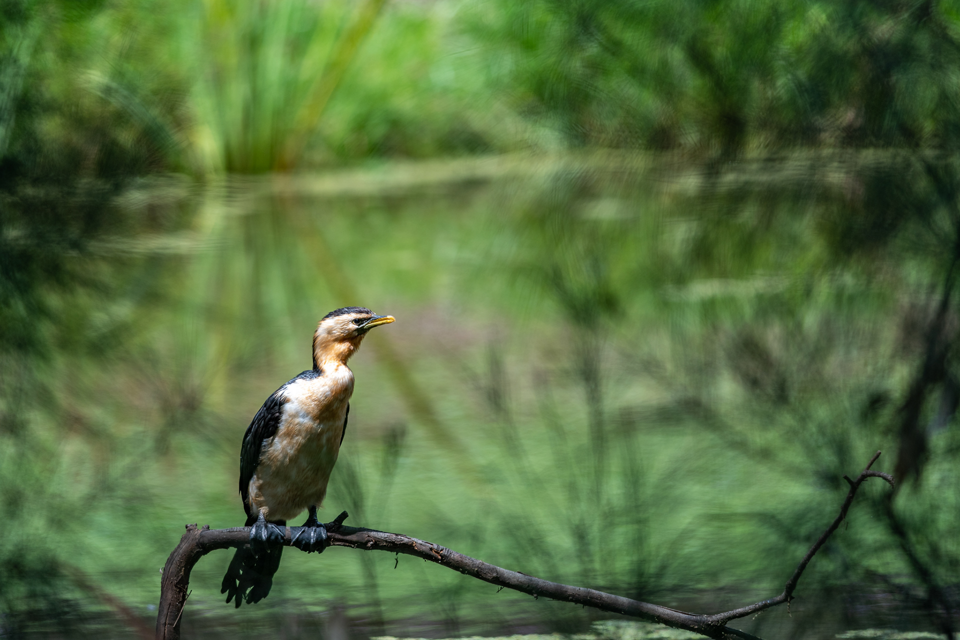 Australian Pied Cormorant, Dubbo, NSW