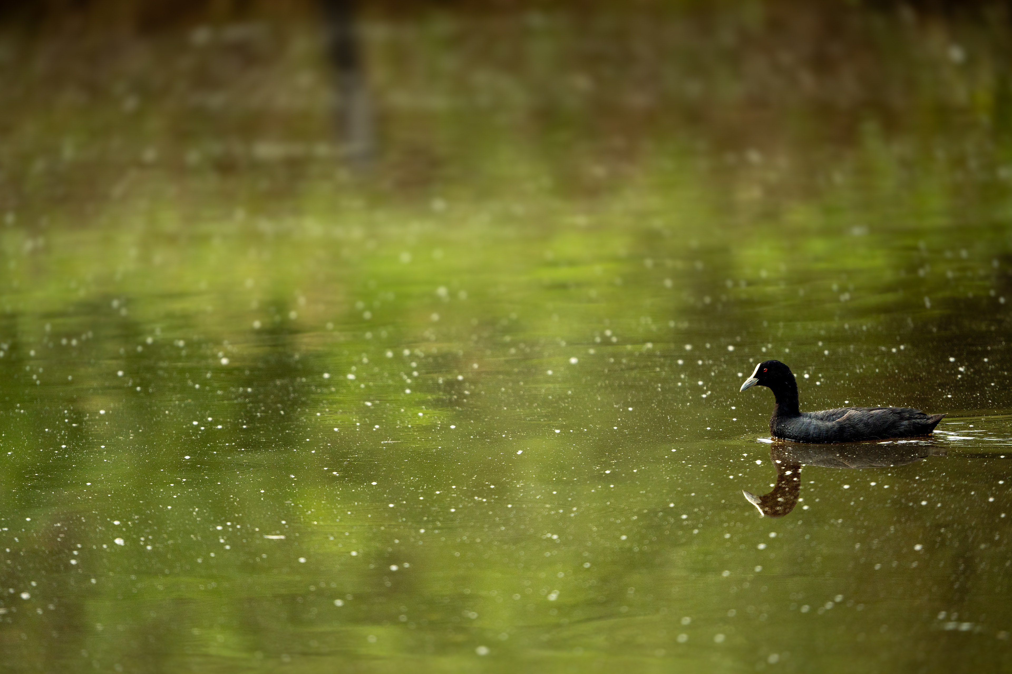 Common Coot, Richmond, New South Wales, Australia