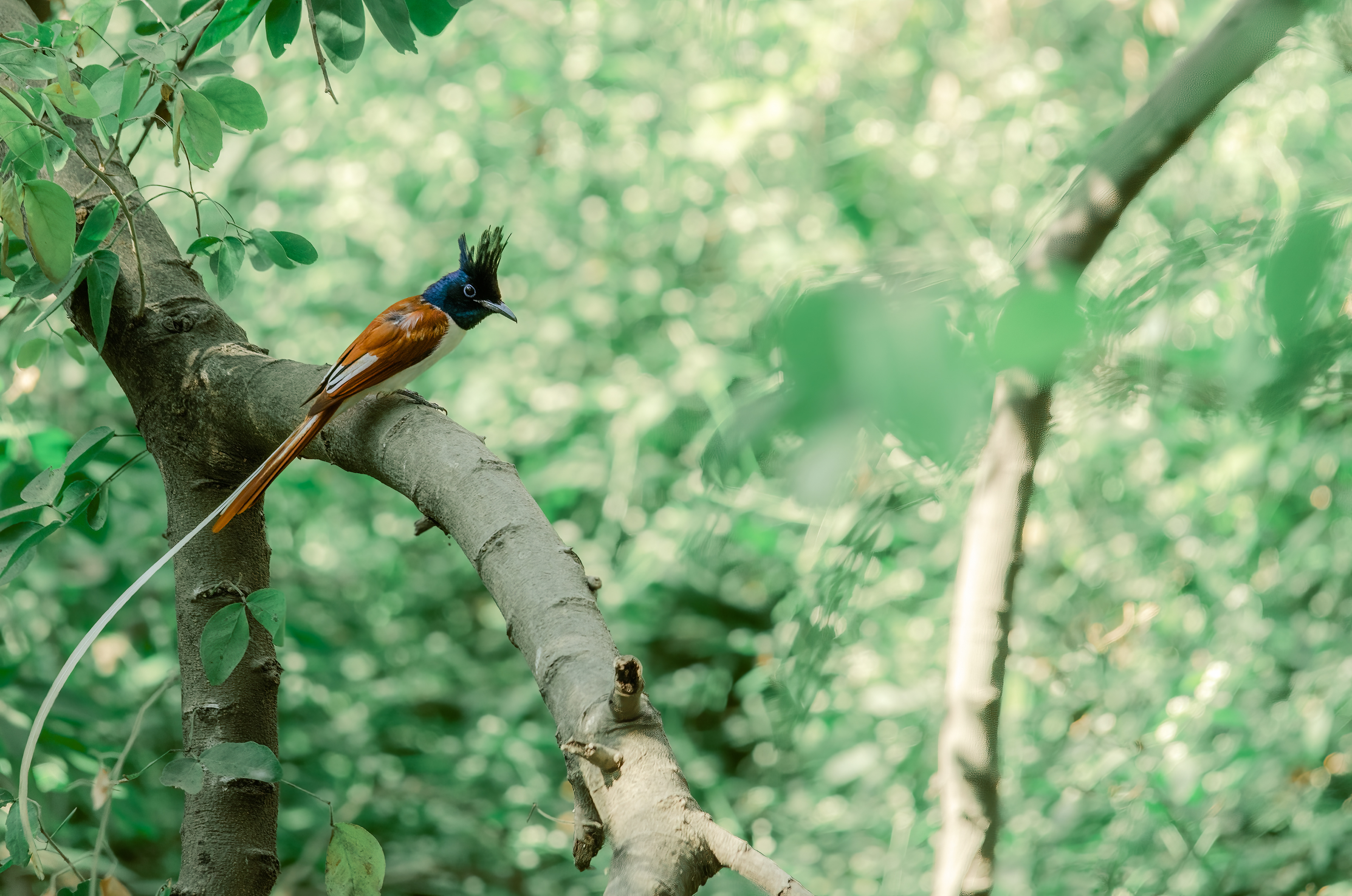 The Indian paradise flycatcher is a medium-sized passerine bird native to Asia, where it is widely distributed. This specimen was photographed in Mumbai, India