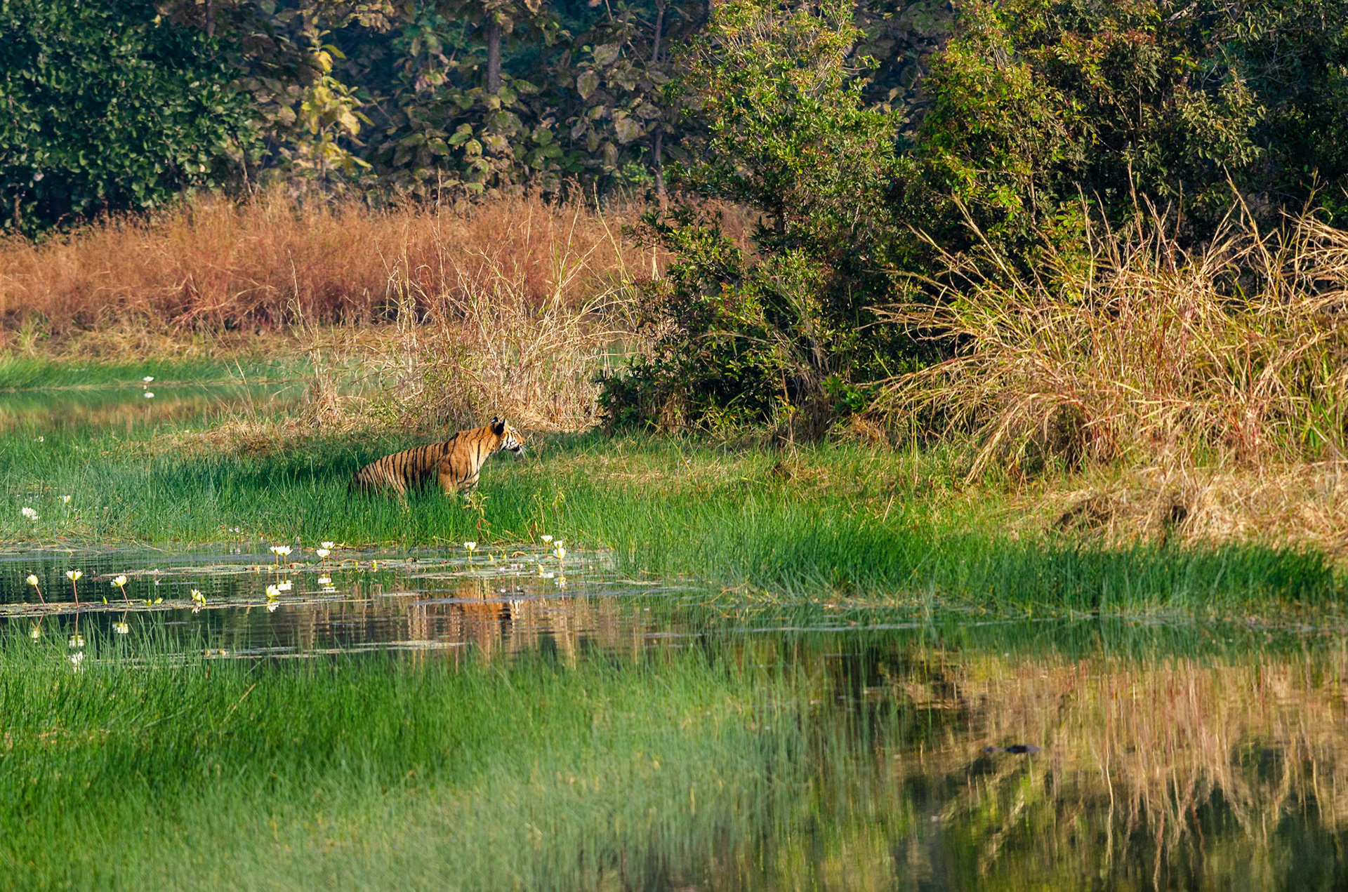 Juvenile Tiger leaving the water to join his mother.