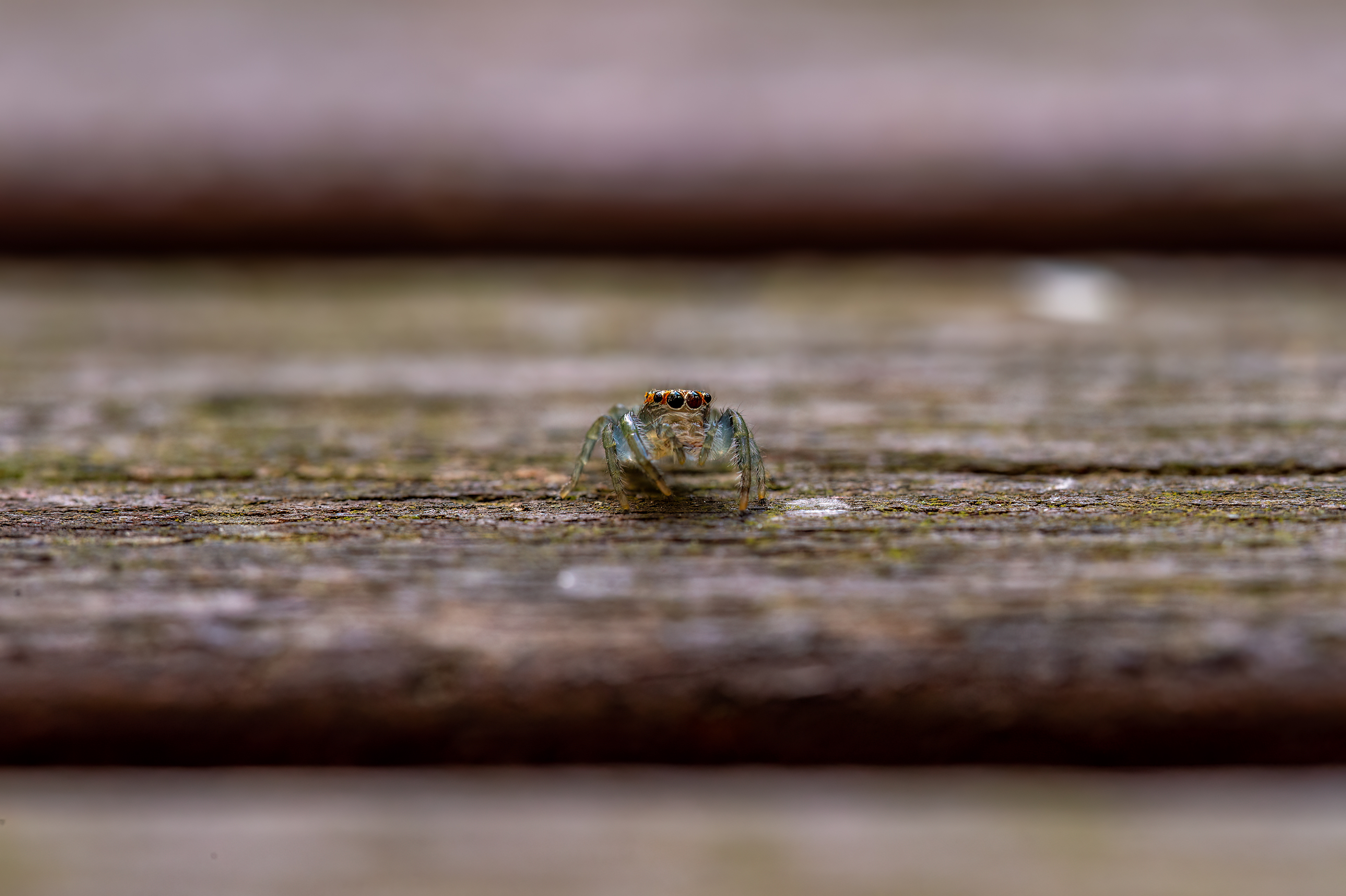 Mopsus Mormon, Jumping Spider, Taronga Zoo, Sydney, Australia
