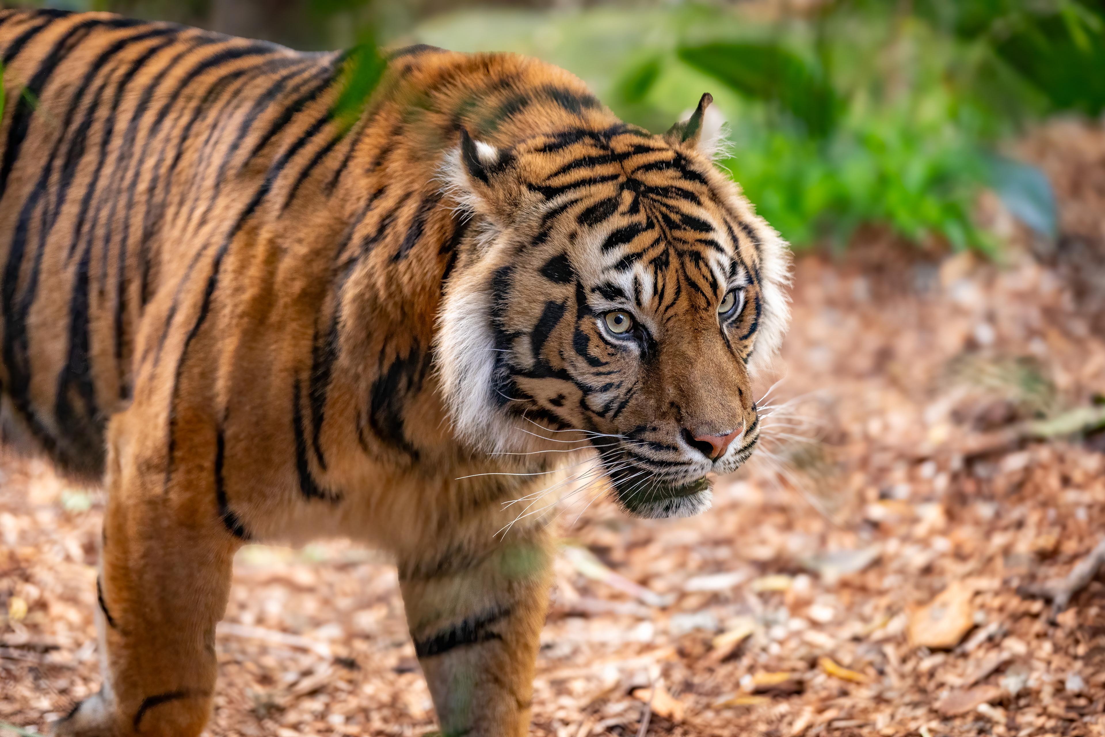 Sumatran Tiger, Taronga Zoo, Sydney, Australia