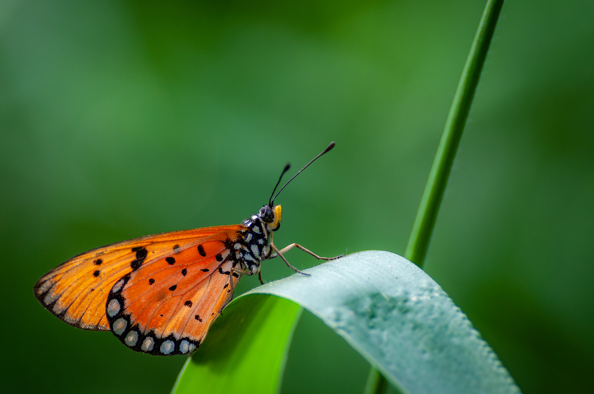 Tawny Coster (Acraea terpsicore), Mumbai, India