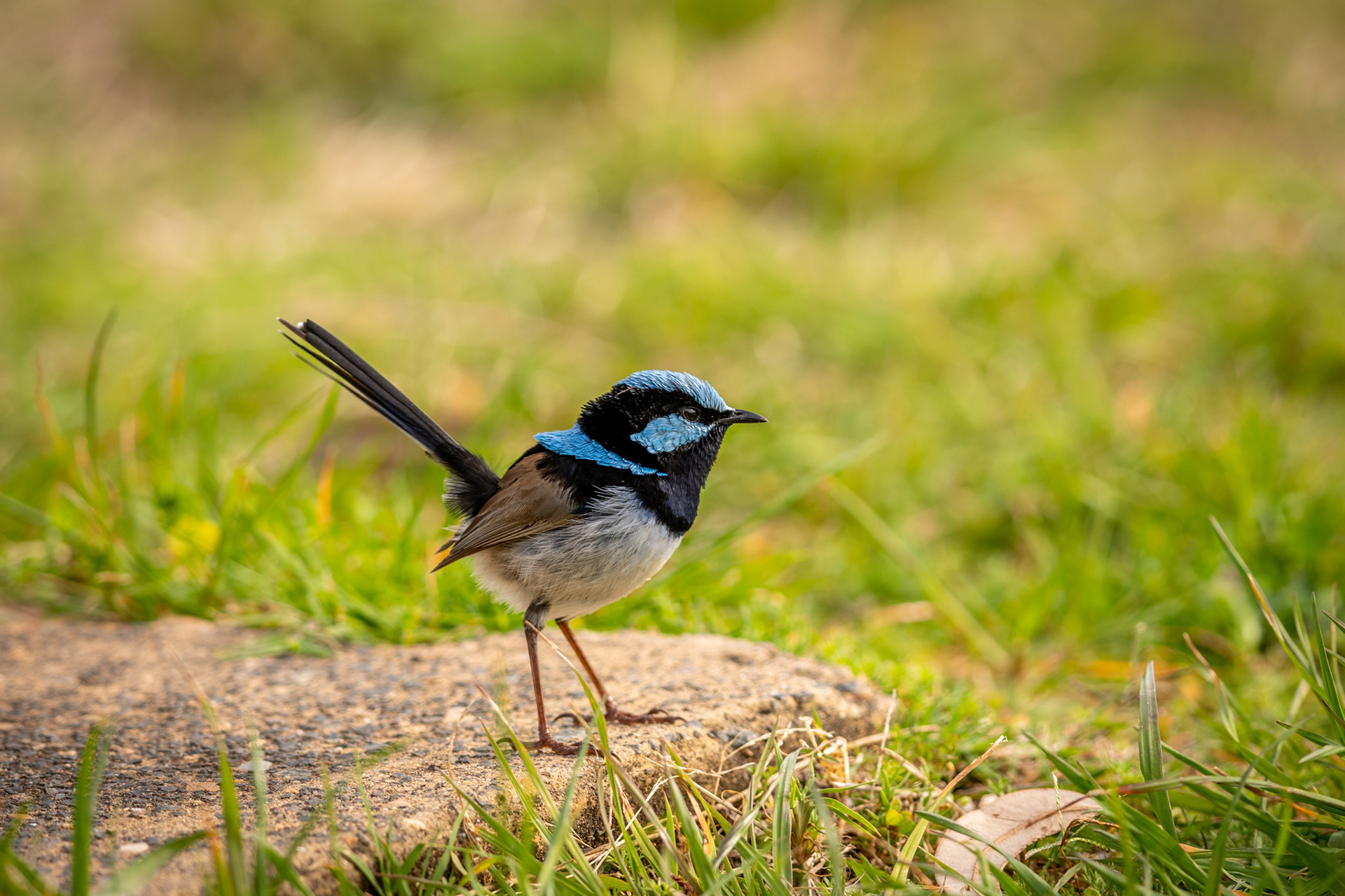 Superb Fairy Wren, South Head, Sydney
