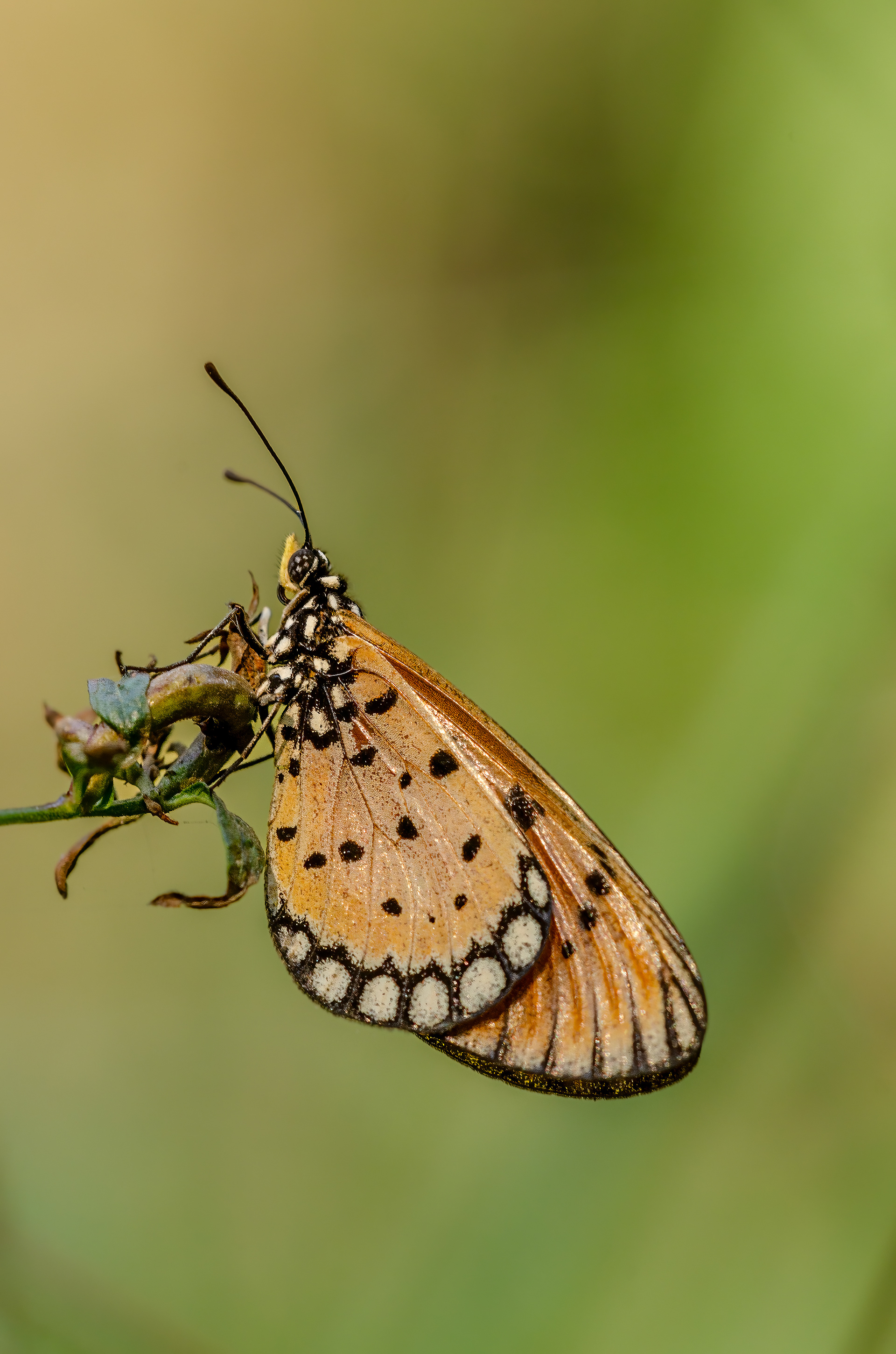 Tawny coster (Acraea terpsicore), Mumbai, India