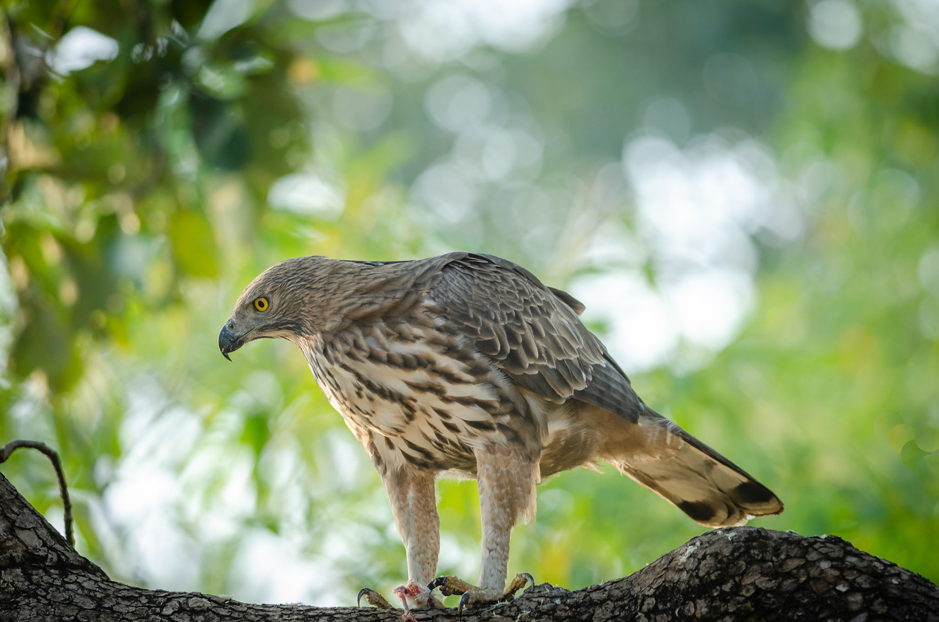 Indian Crested Hawk Eagle with nearly finished prey under its talons. Tadoba National Park.