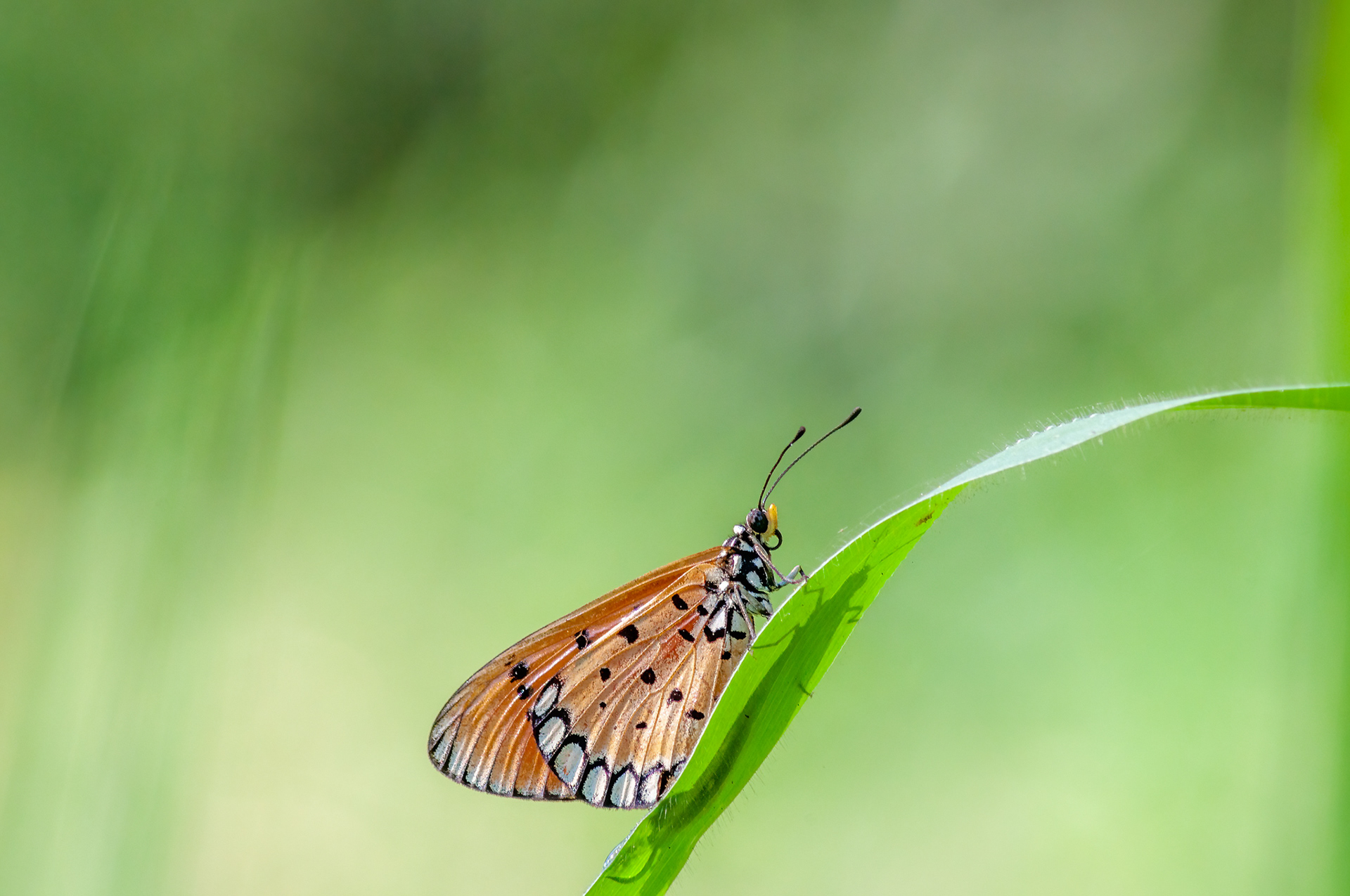 Tawny Coster (Acraea terpsicore), Mumbai, India