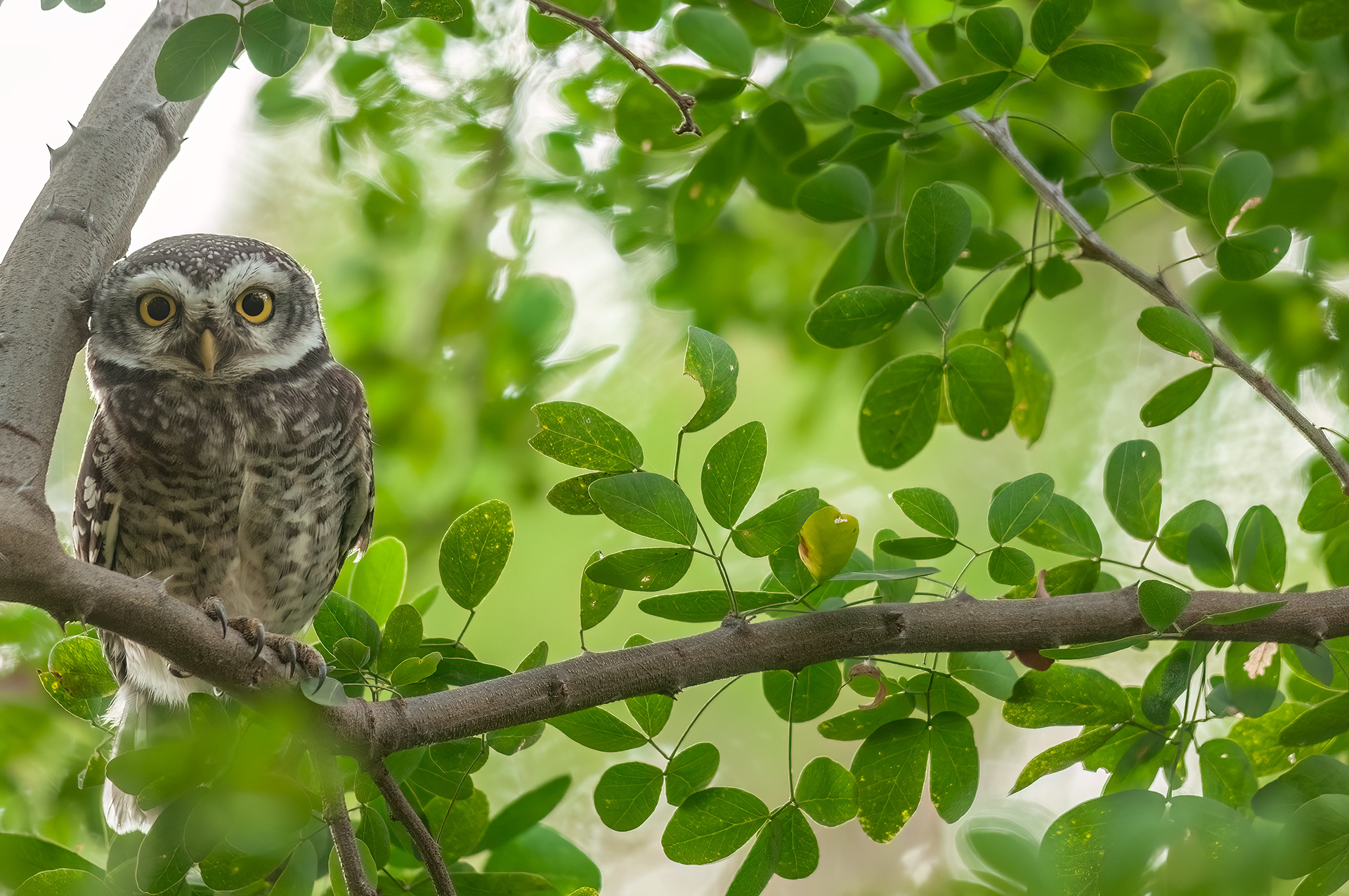 Spotted Owlet, Mumbai, India