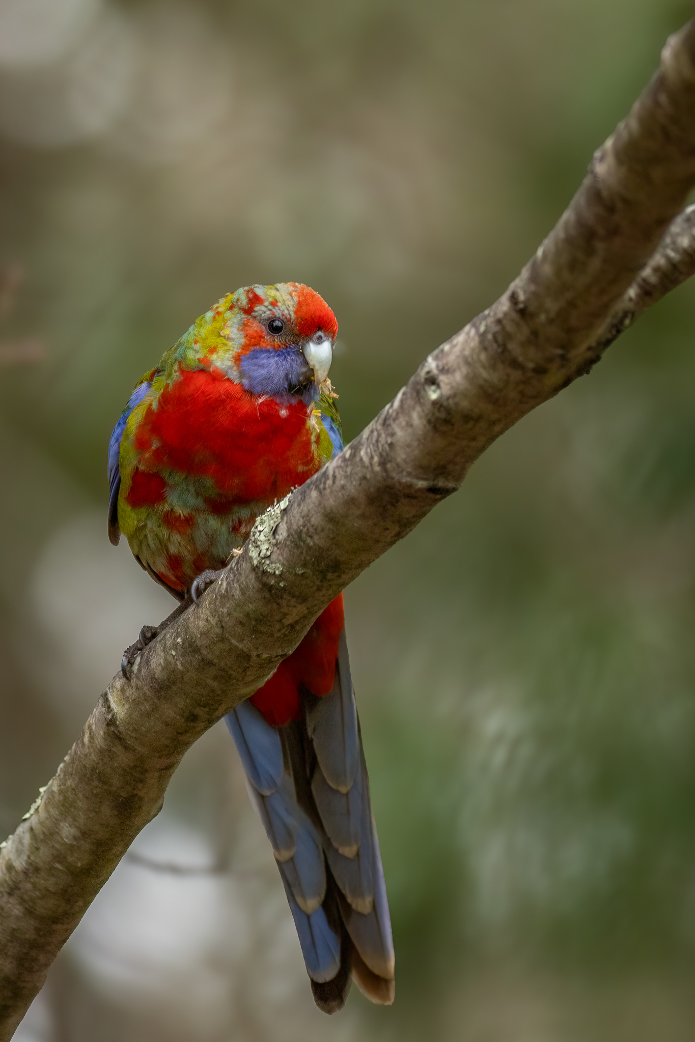 Crimson Rosella, Juvenile, Blue Mountains, NSW, Australia