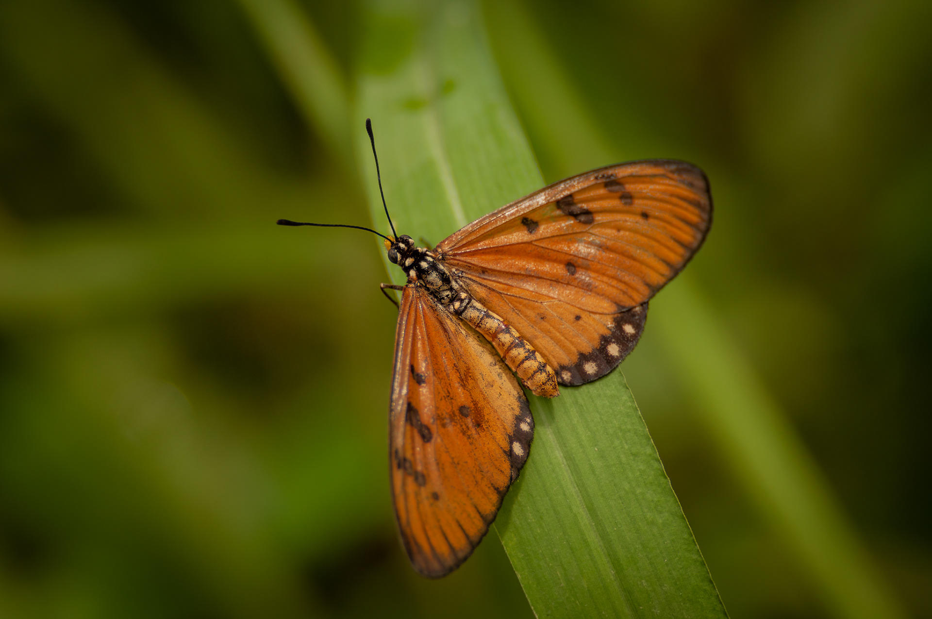Tawny Coster (Acraea terpsicore), Mumbai, India