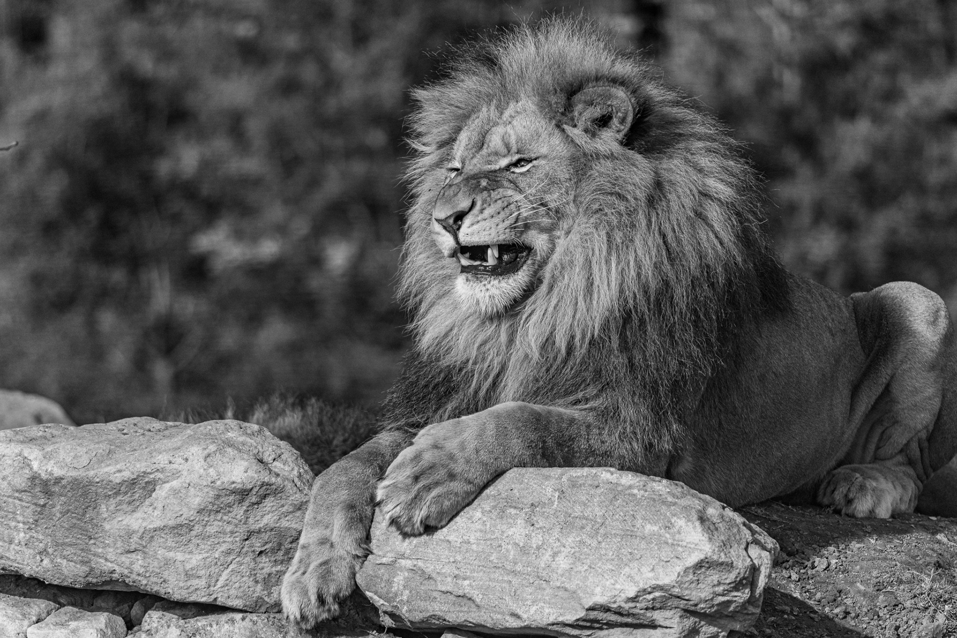 African Lion, Sydney Zoo