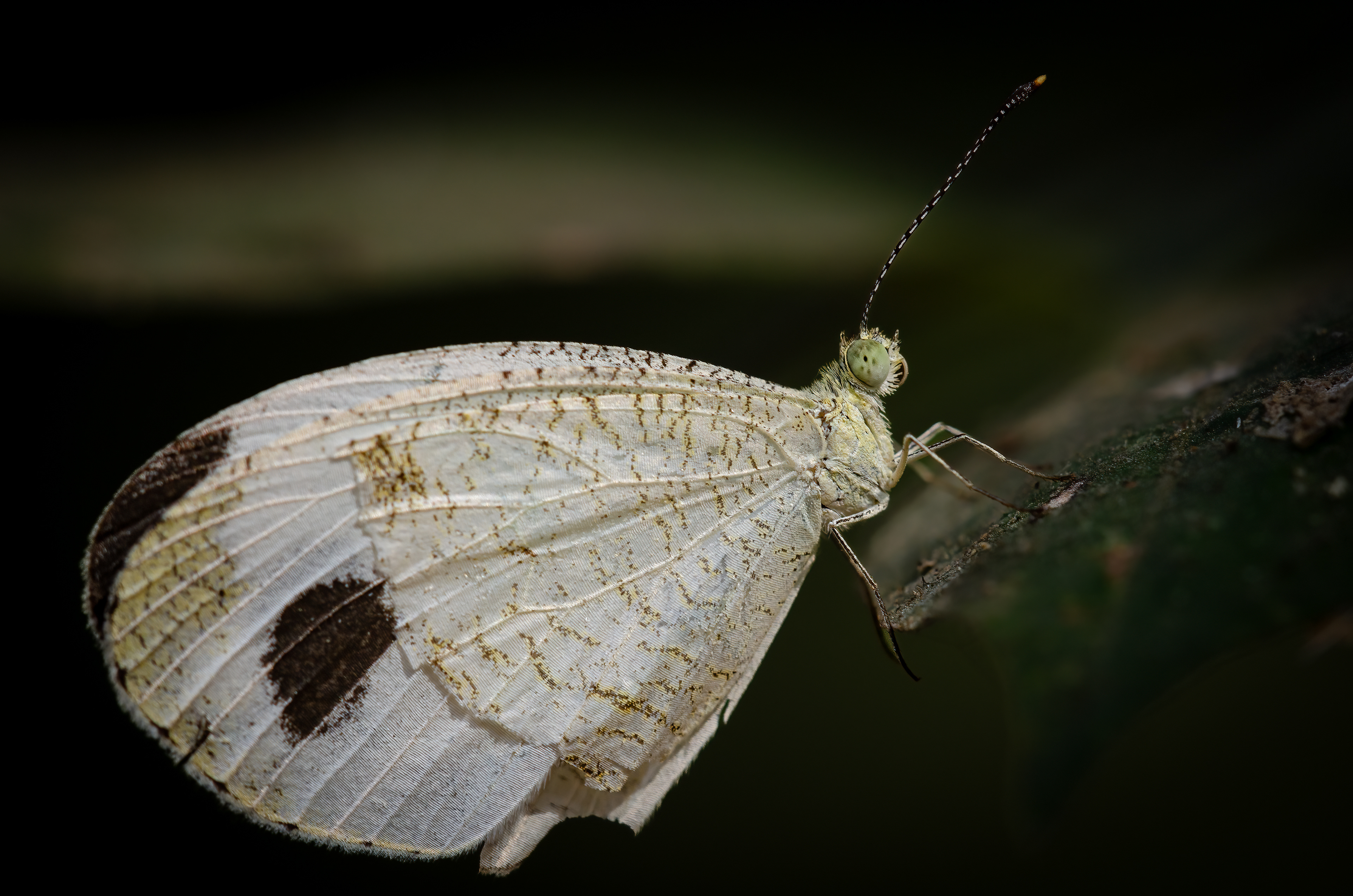 Leptosia nina, the psyche, is a small butterfly of the family Pieridae and is found in Indian subcontinent, southeast Asia and Australia.. This specimen was photographed in Mumbai, India.