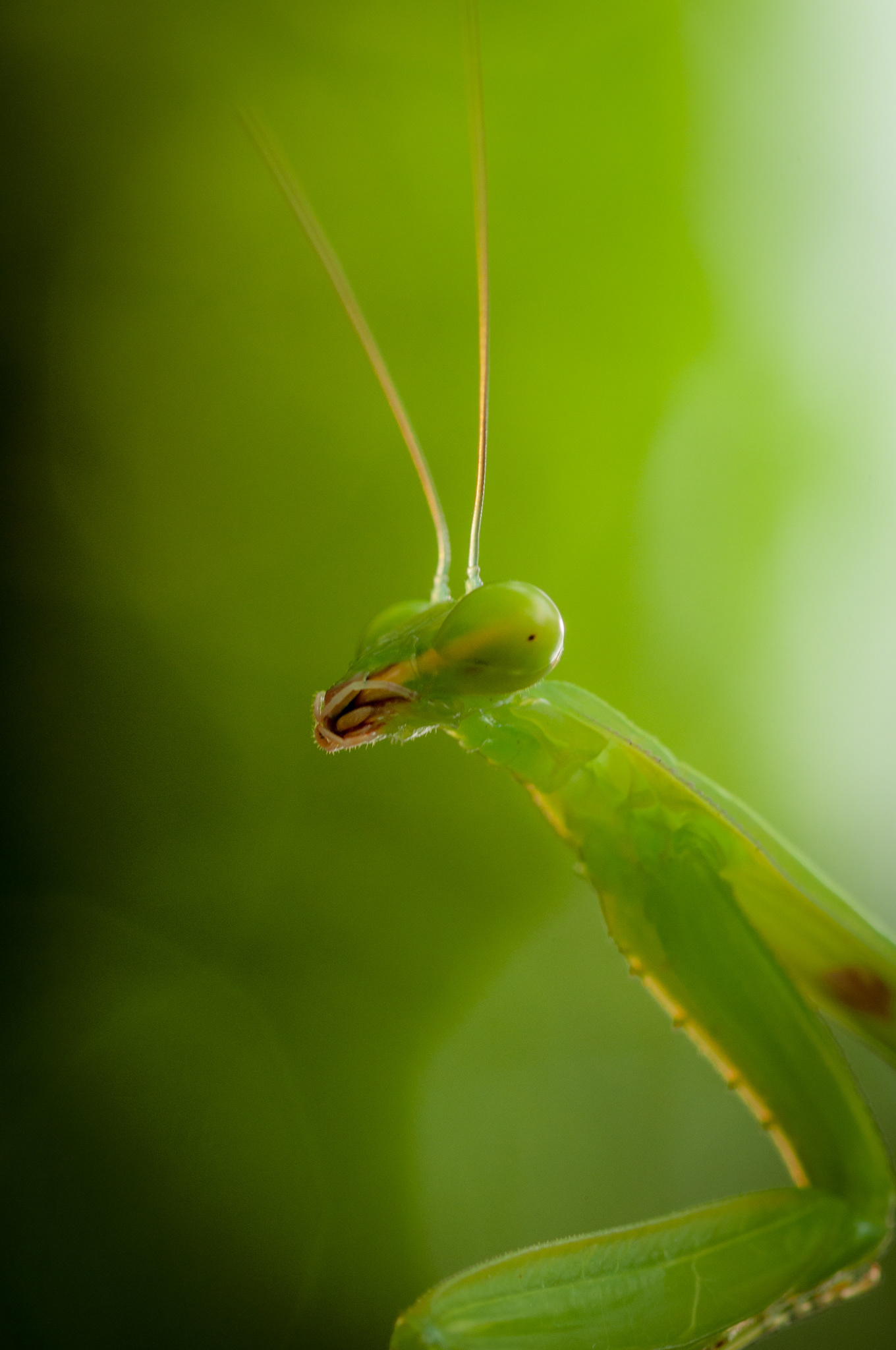Praying Mantis, Mumbai, India