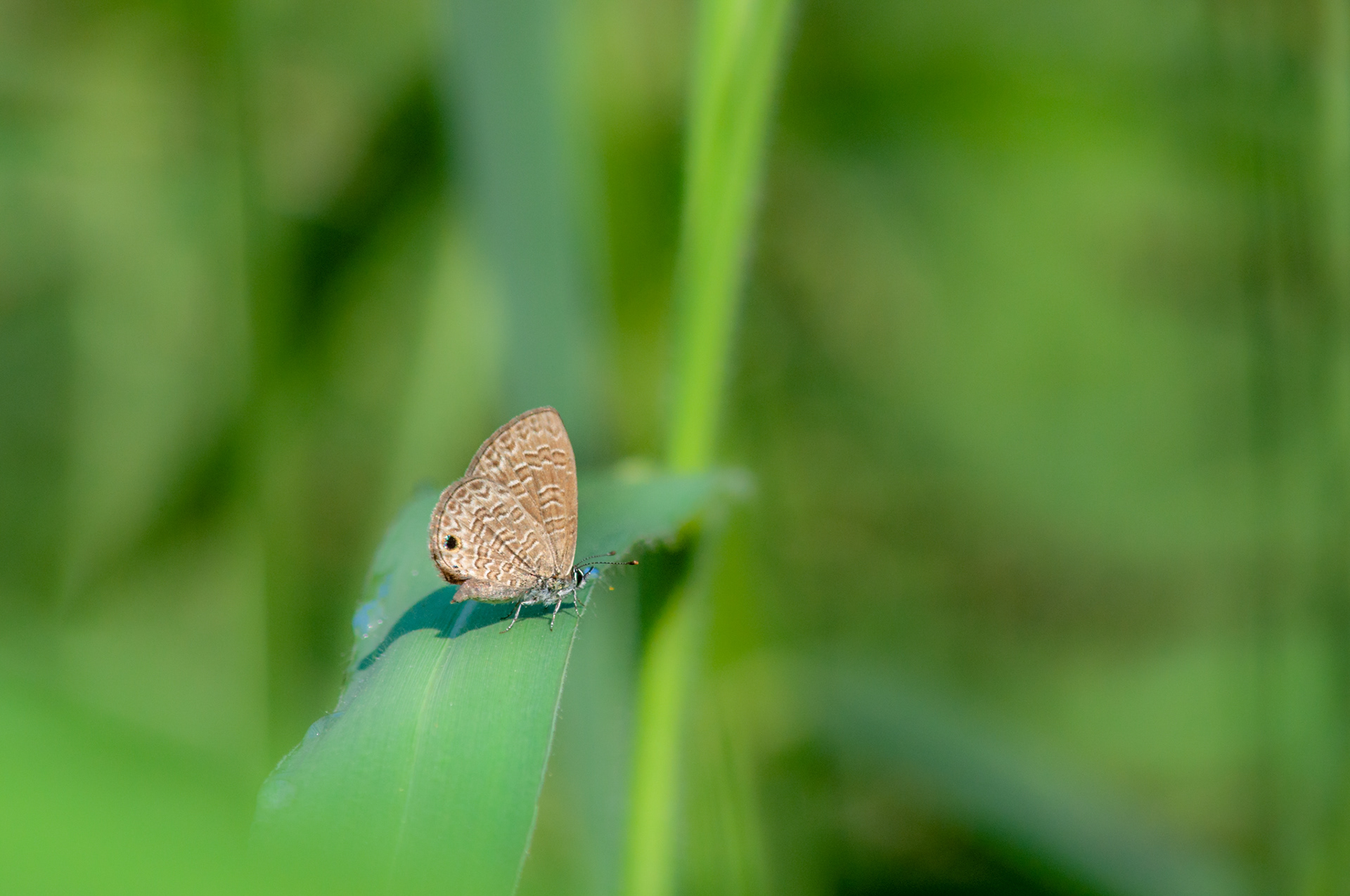 Prosotas dubiosa, the tailless lineblue or small purple lineblue. Shot in Mumbai, India.