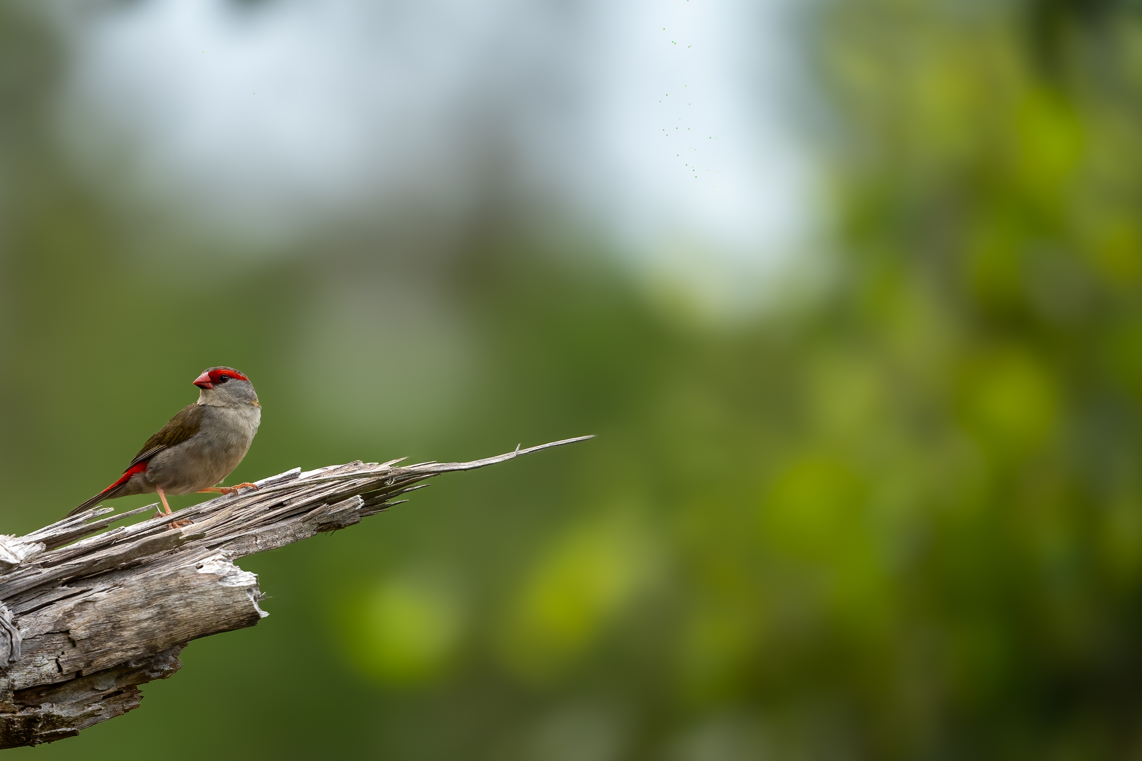 Red browed finch (Neochmia temporalis), Scheyville National Park, New South Wales, Australia
