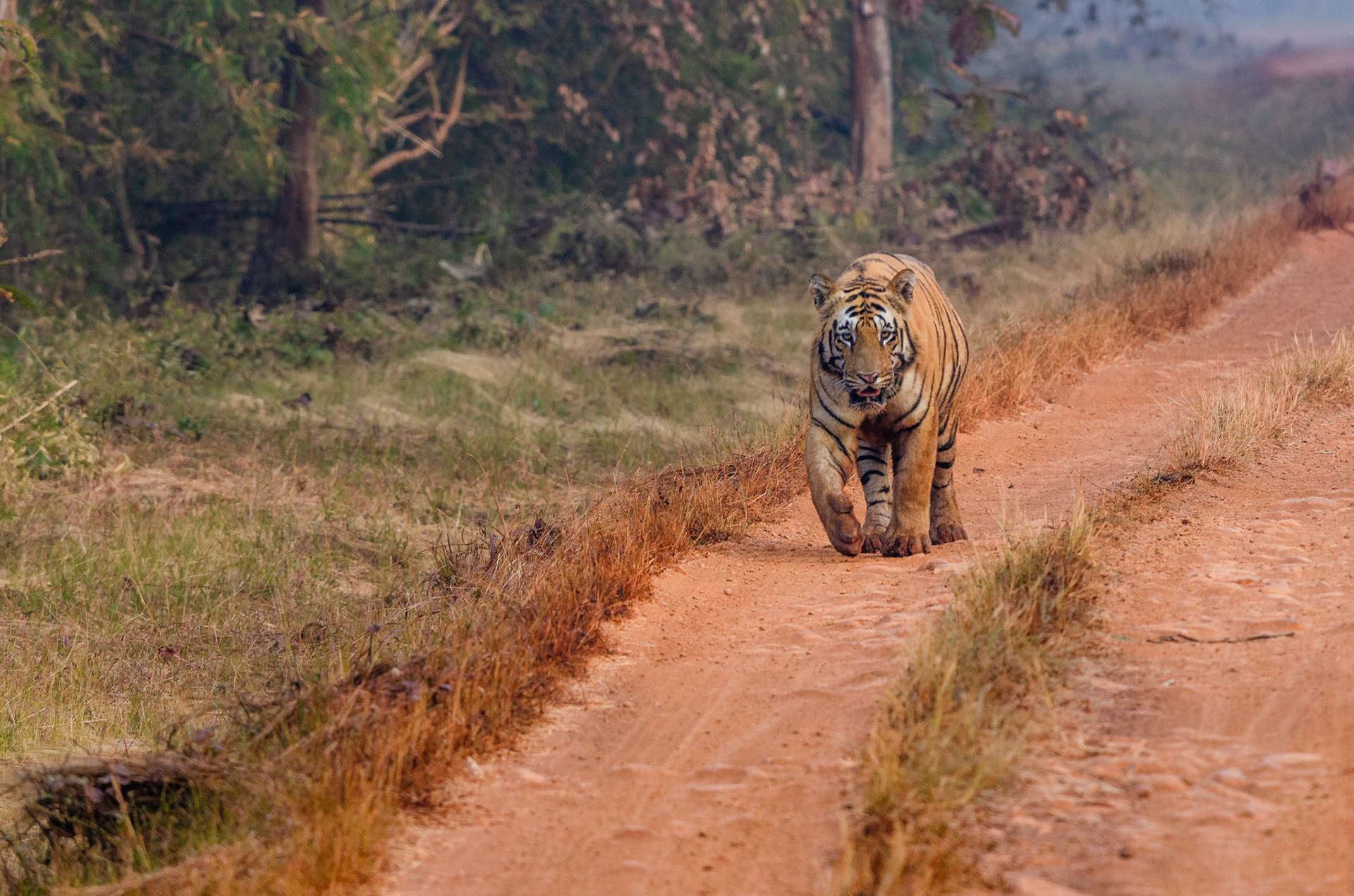 Male tiger, Tadoba National Park