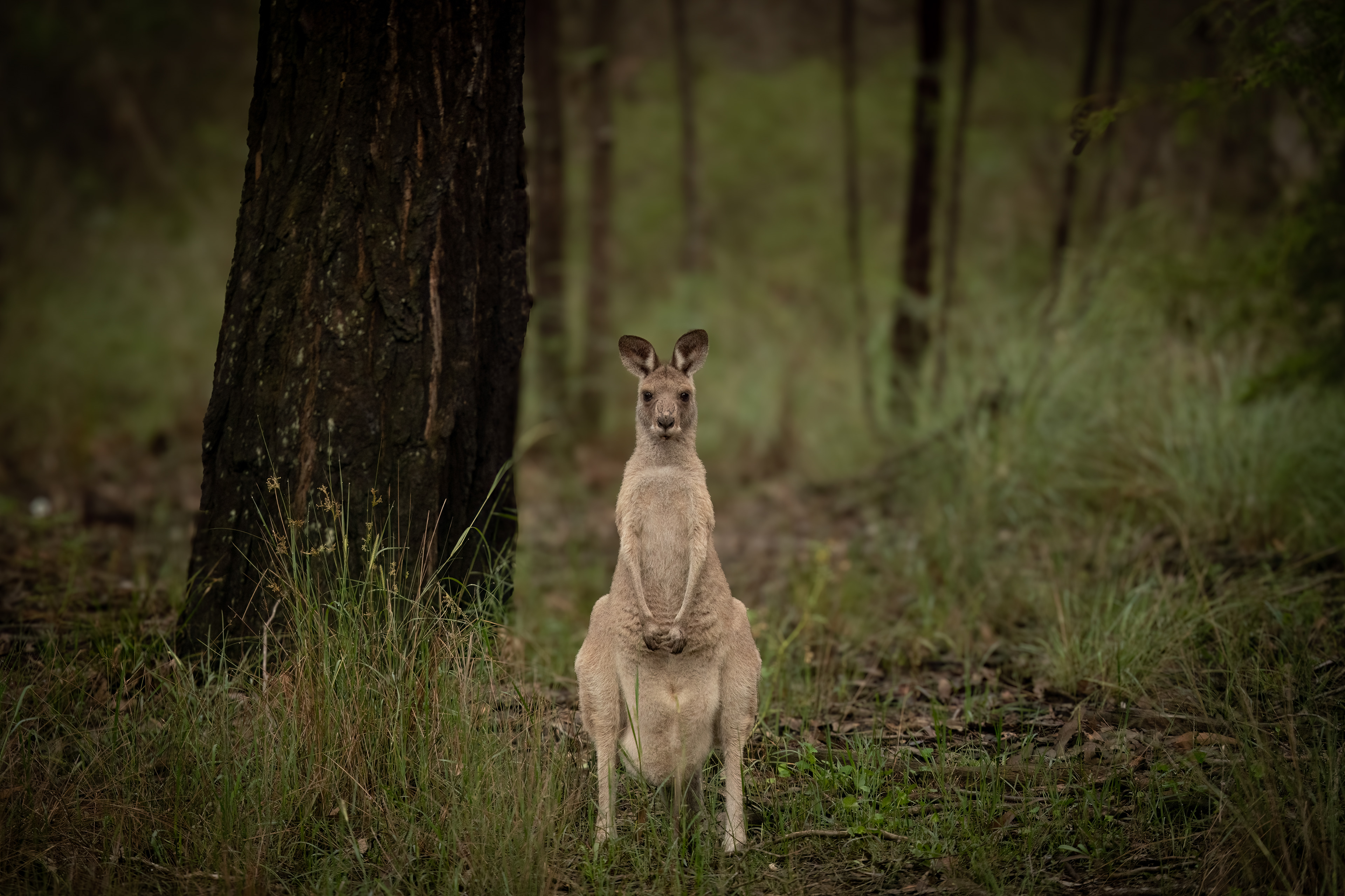 Kangaroo, Windsor Downs Nature Reserve, New South Wales, Australia