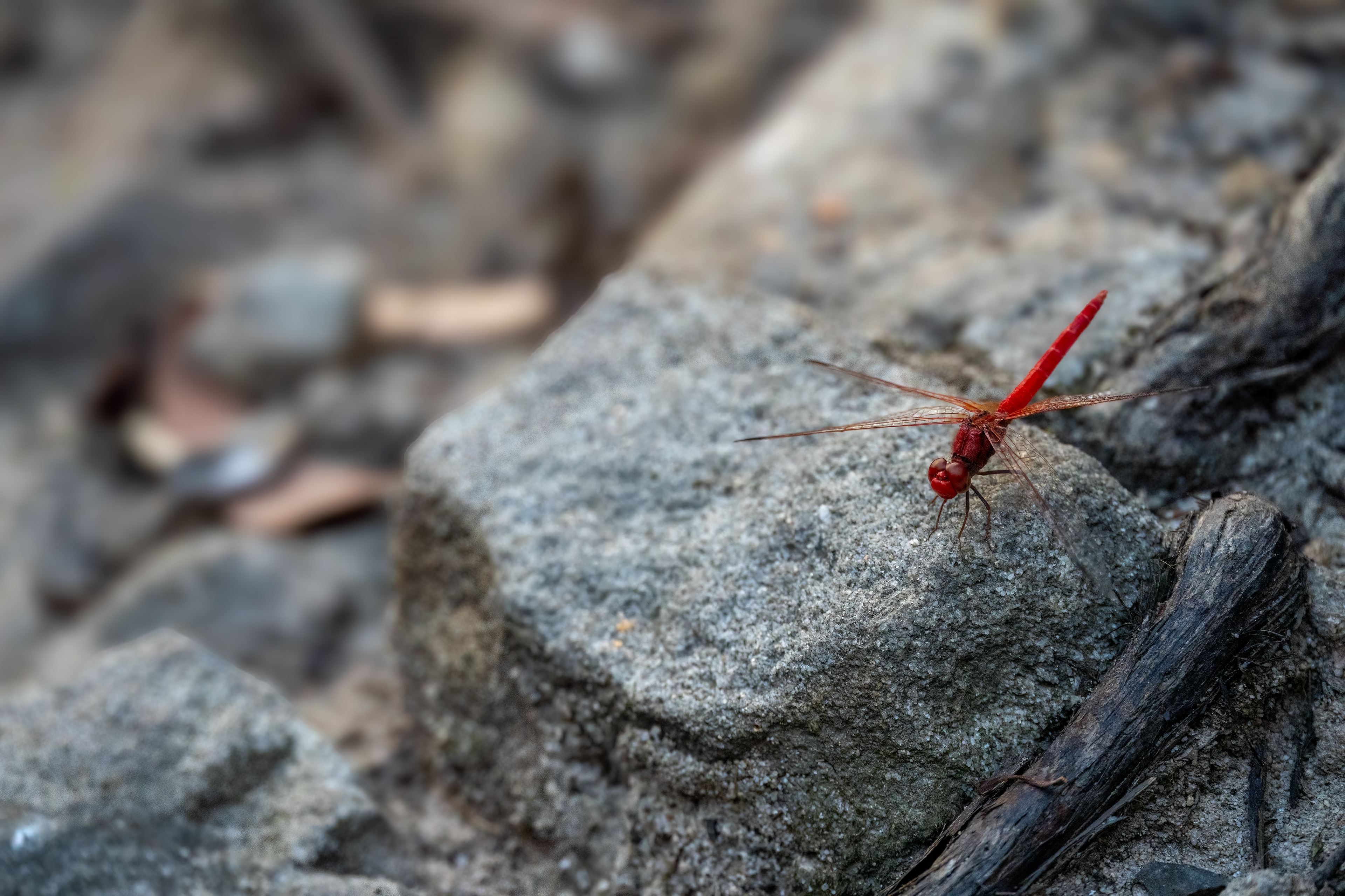 Red Arrow (Rhodothemis lieftincki), Fred Caterson Reserve, Baulkam Hills, New South Wales