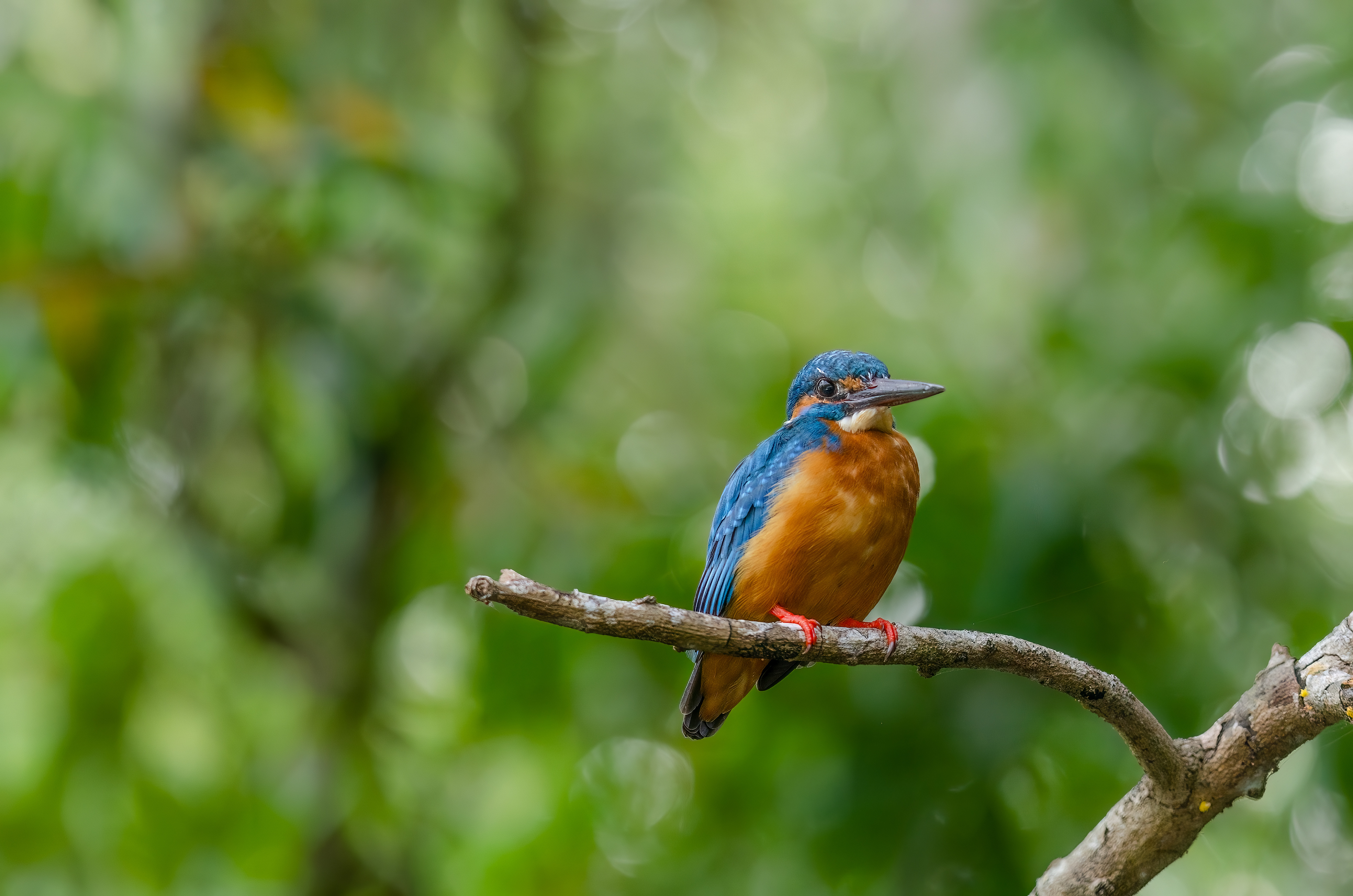 Common Kingfisher, Pozhiyur backwaters, Kerala, India