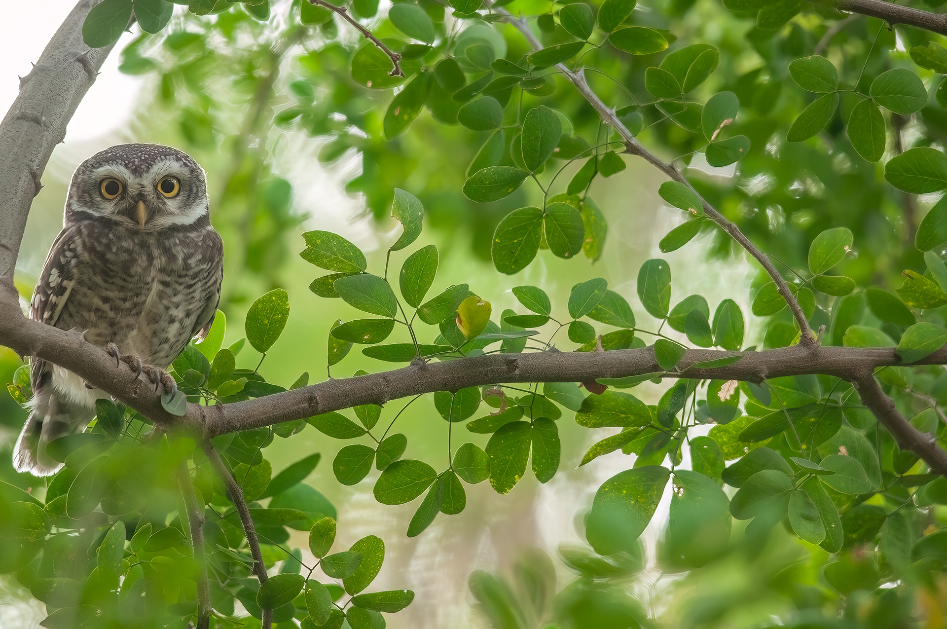 Spotted Owlet, Mumbai, India