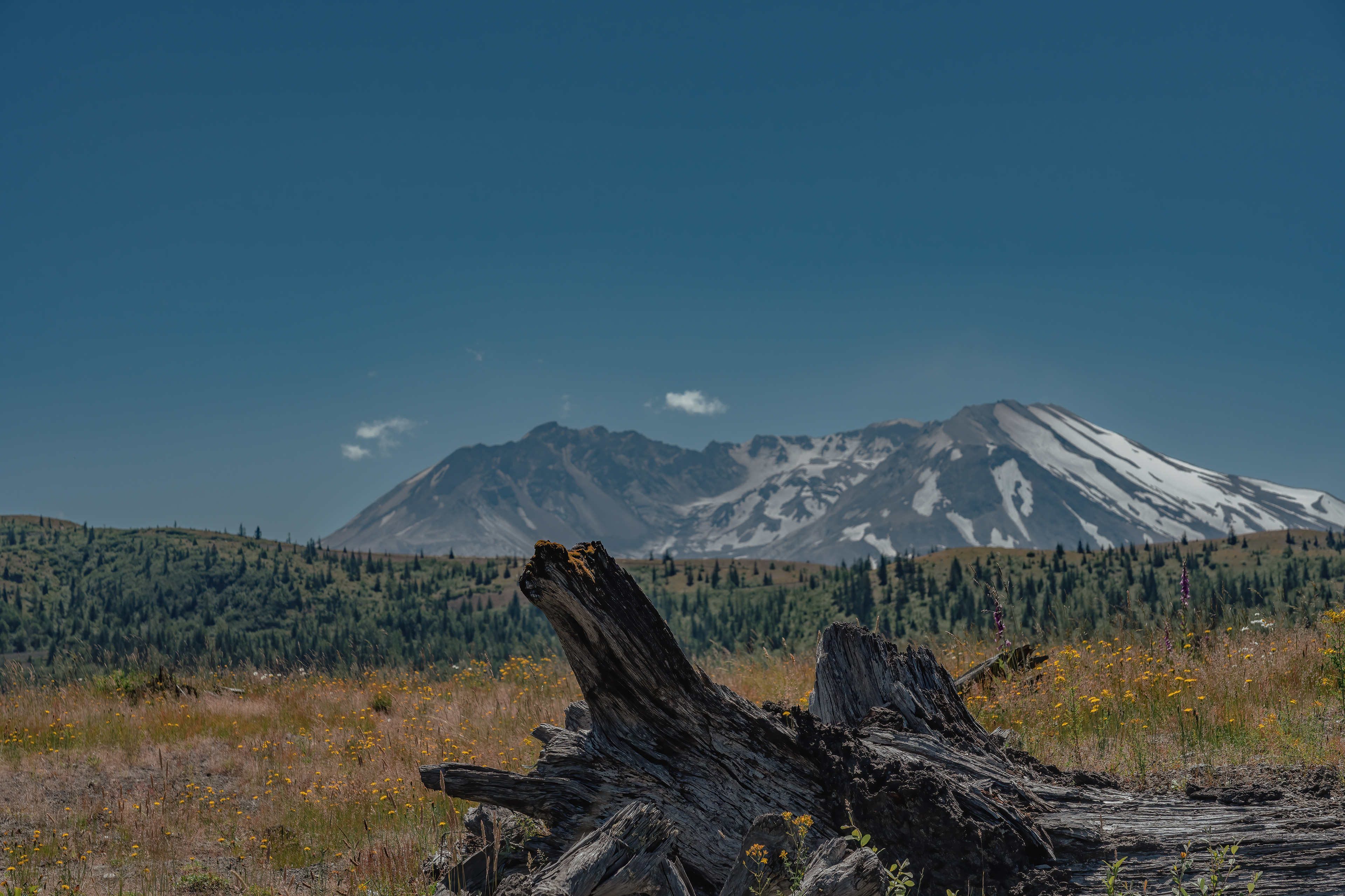 Mt. St. Helens with a destroyed tree in the foreground, Washington, United States