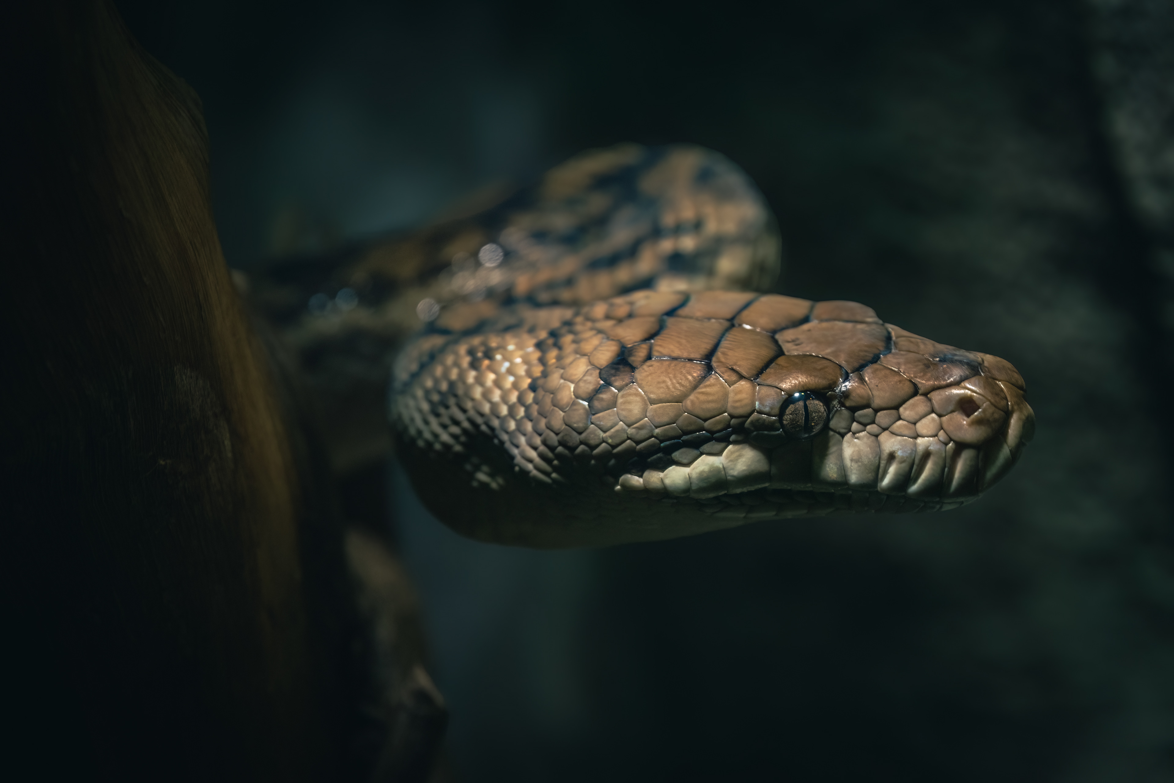 Olive Python, Taronga Zoo, Sydney, Australia