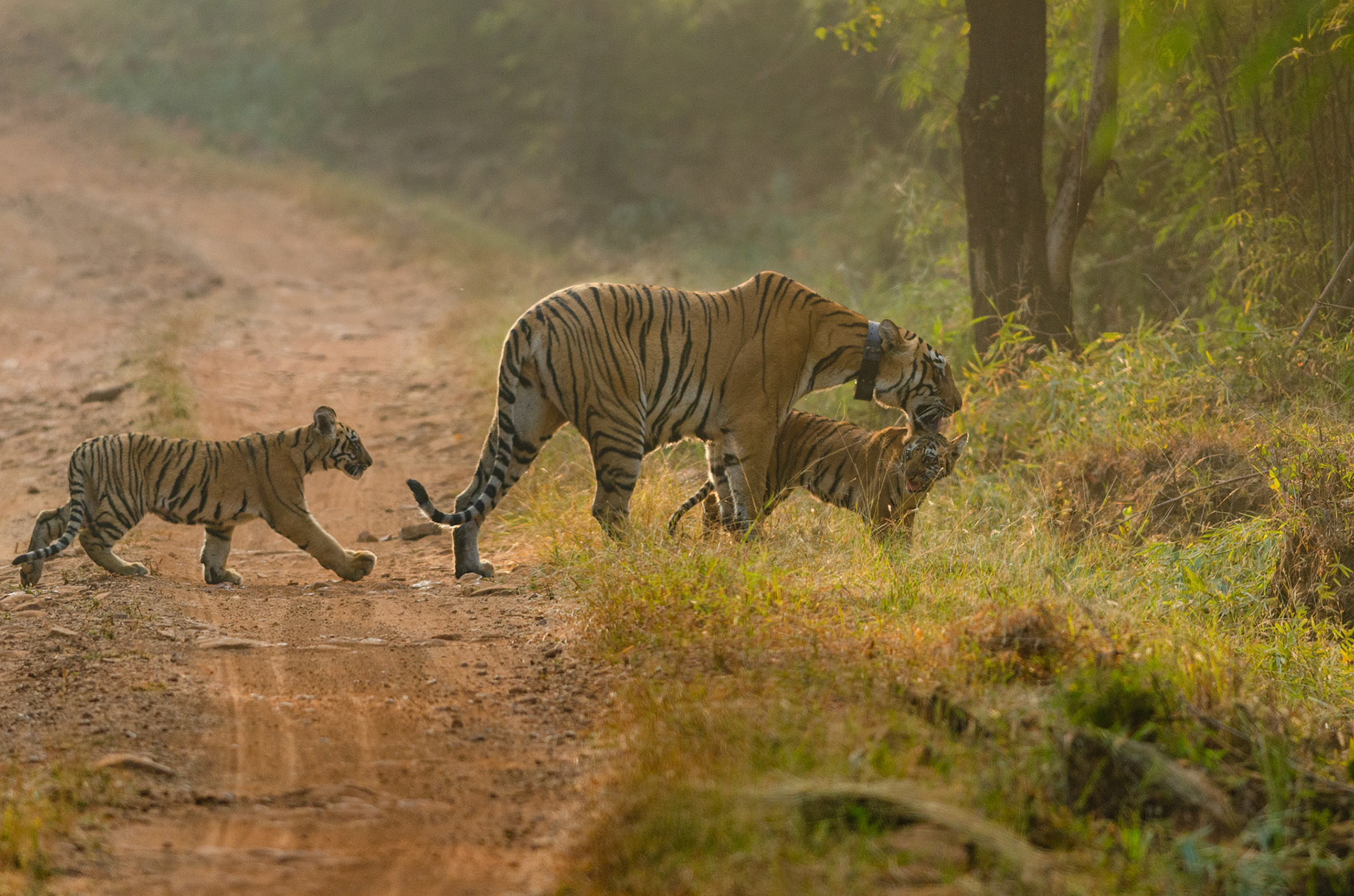 Tigress grooming her cubs, Tadoba National Park.