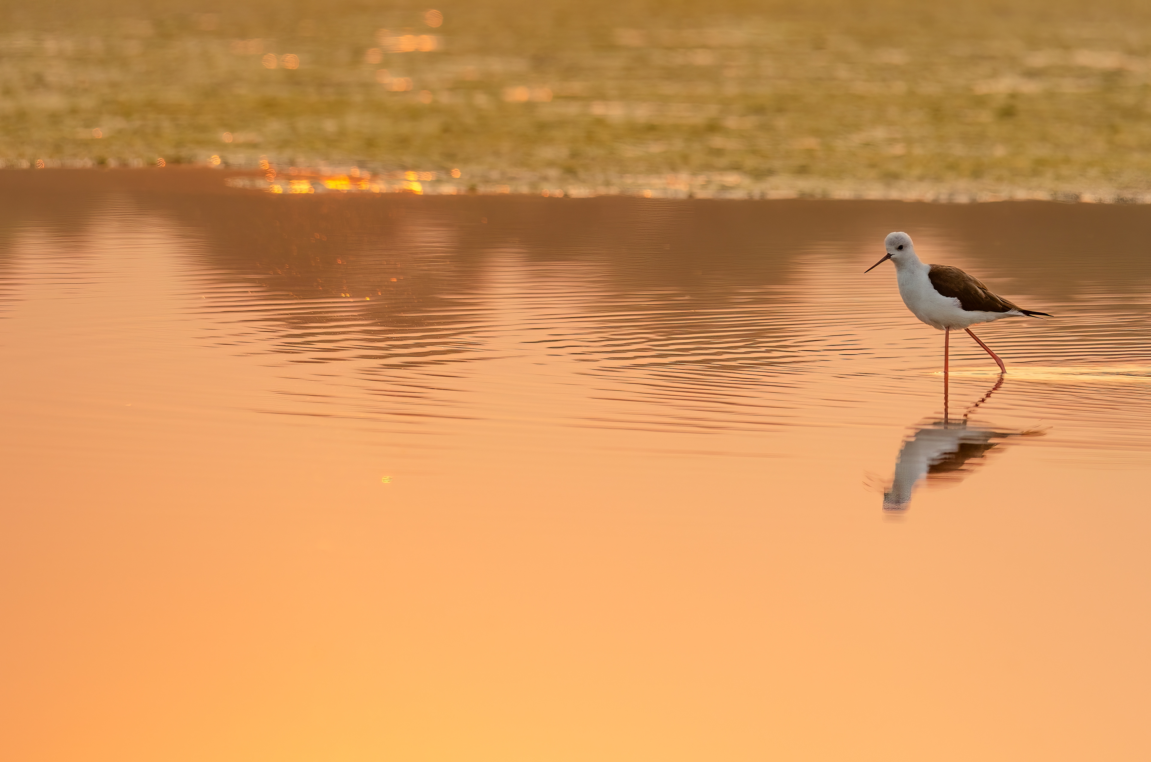 Black winged stilt. Photographed in the Bhandup wetlands, near Mumbai, India.