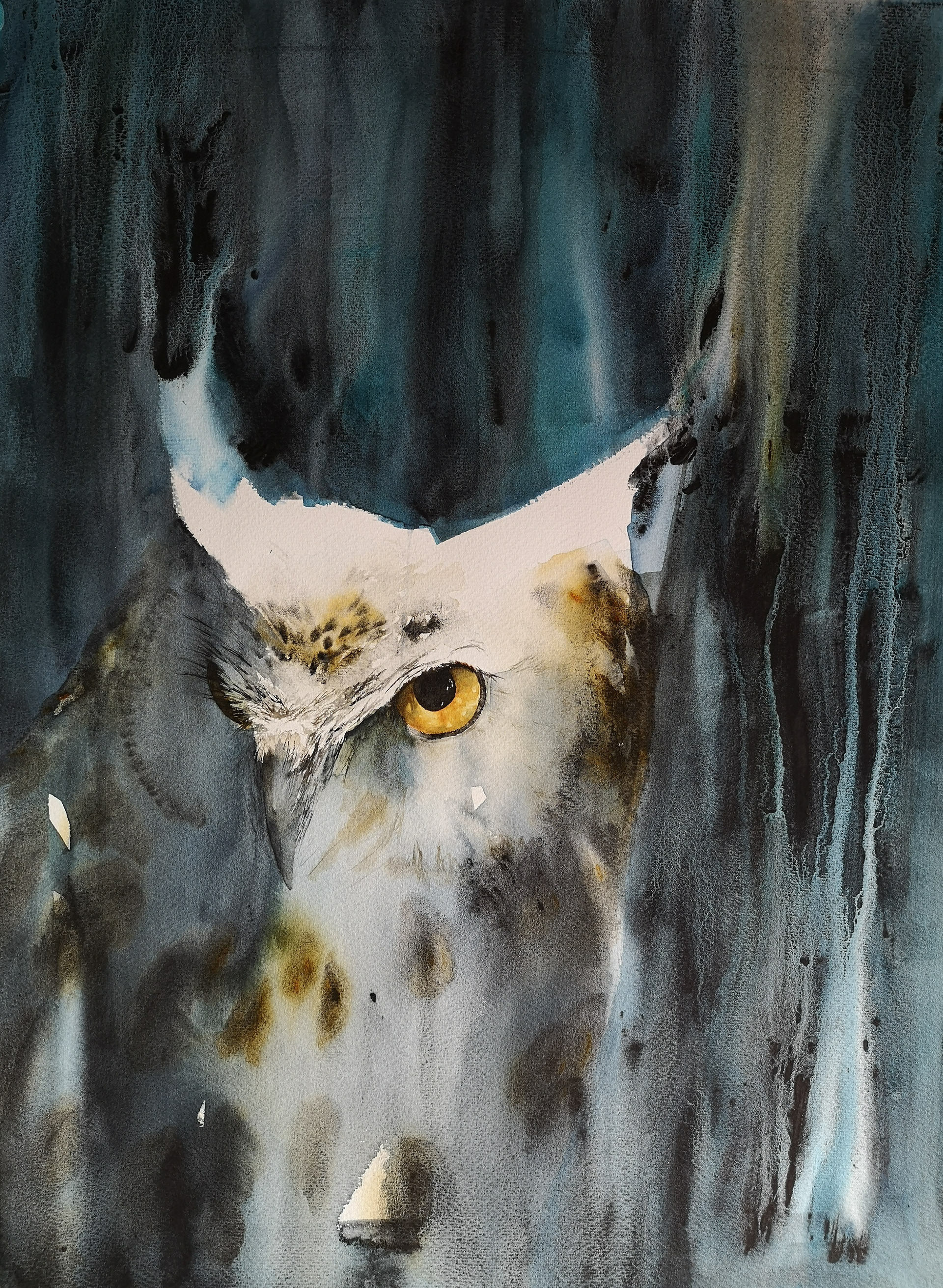 Owl