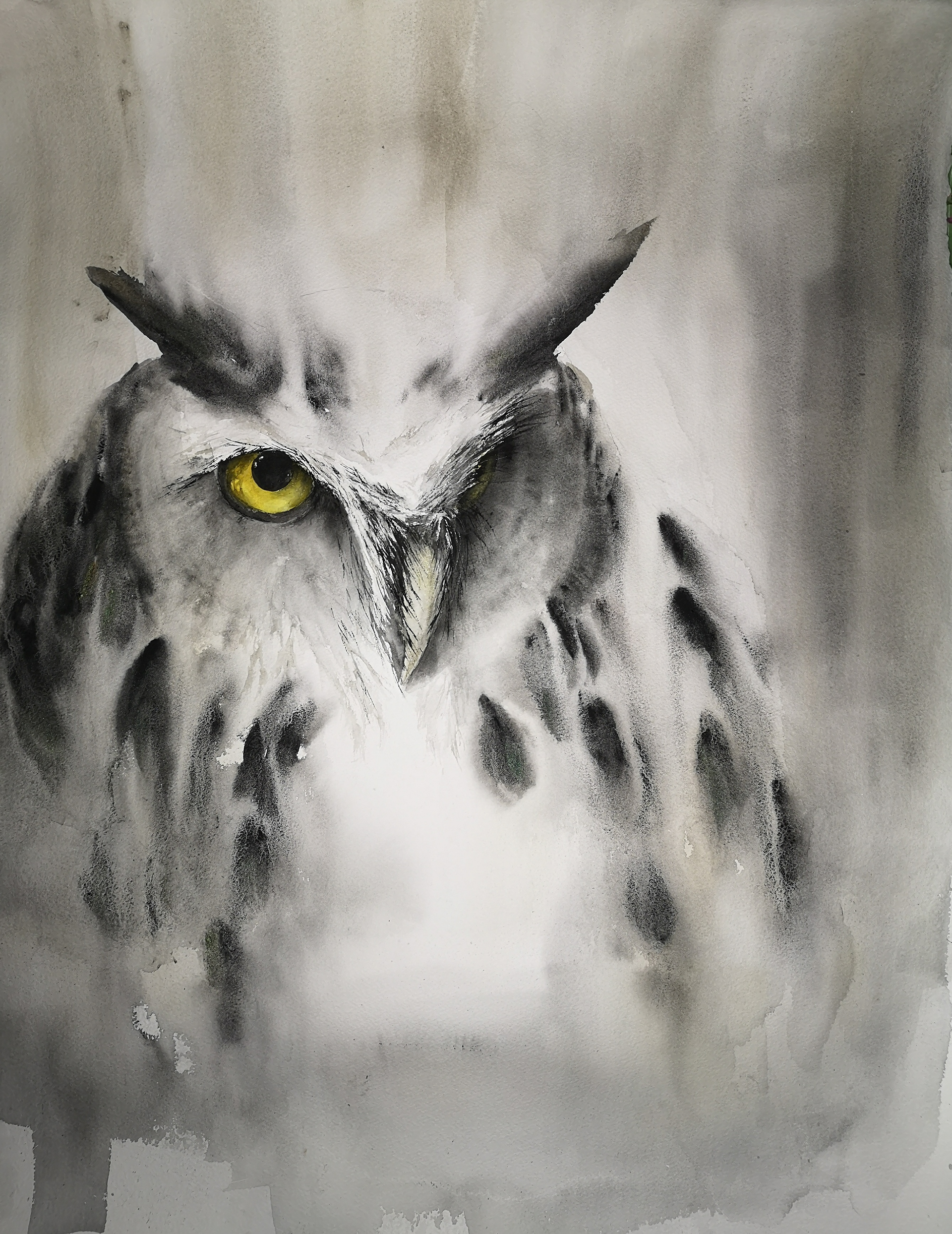 Bubo bubo