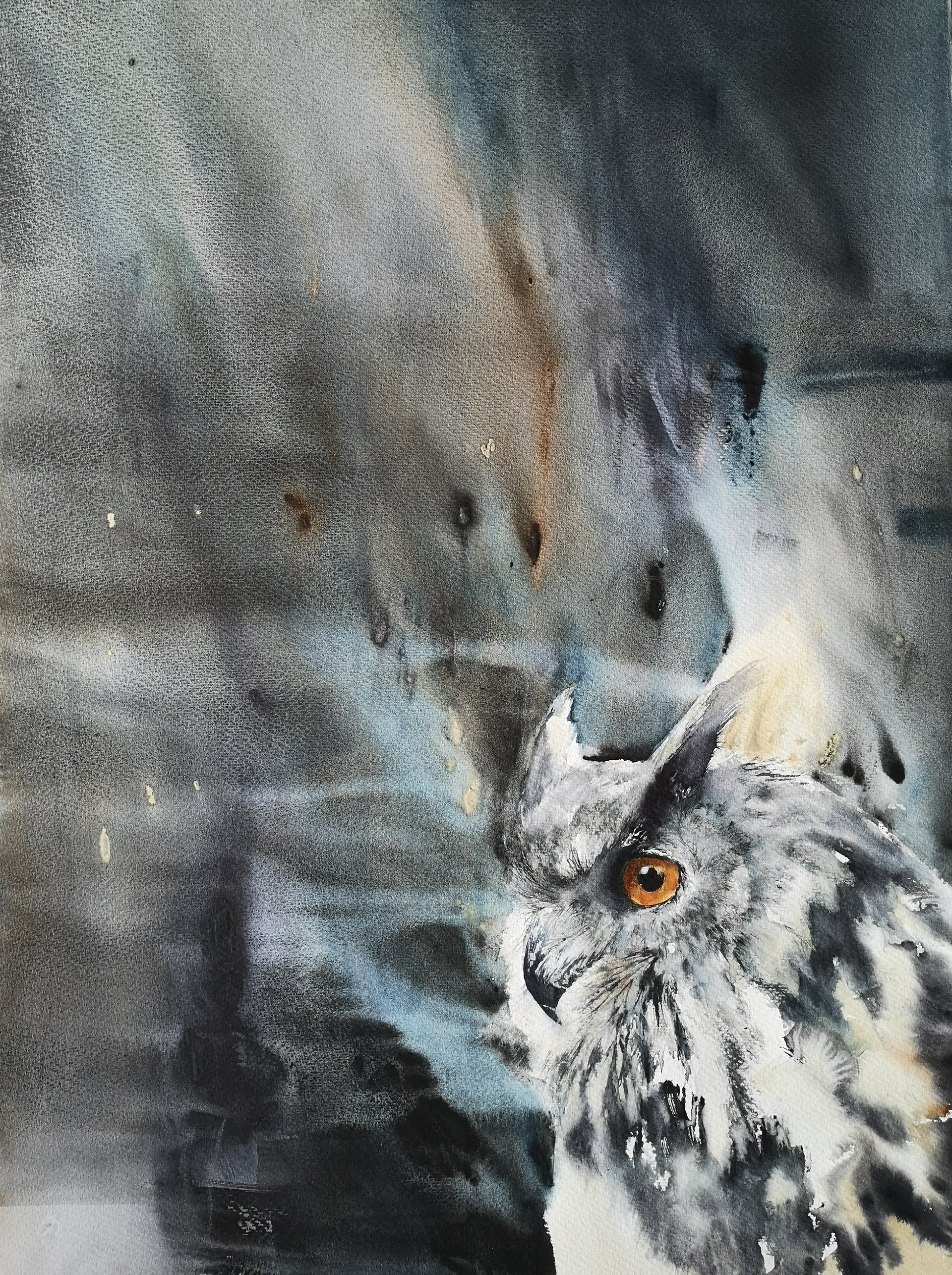 In the mind of an owl